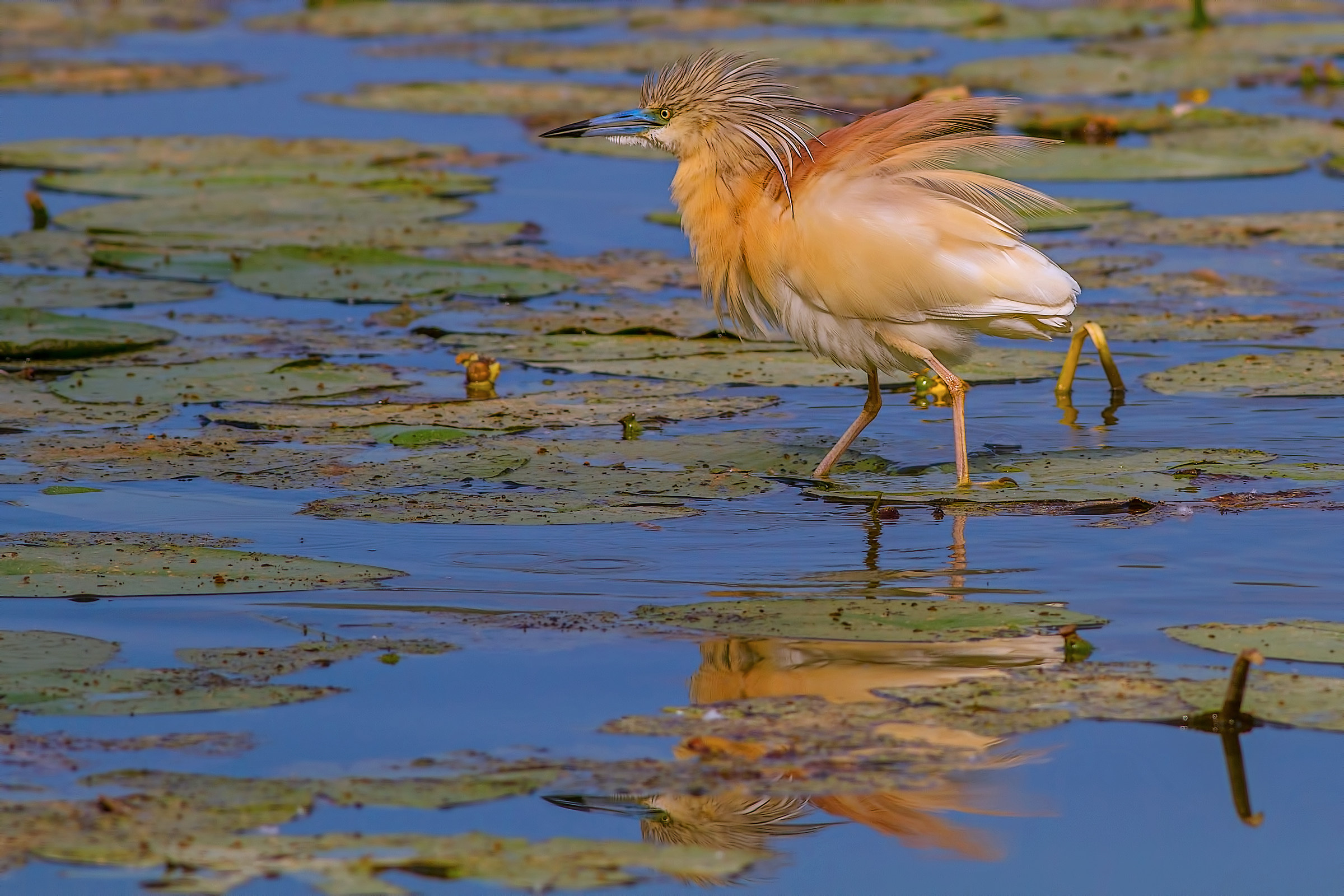 Ciuffetta multicolor.