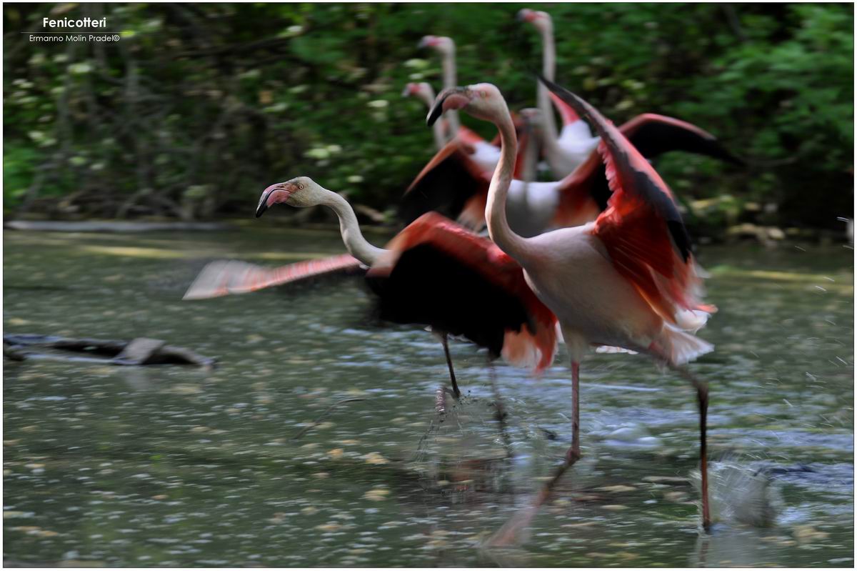 Fenicotteri