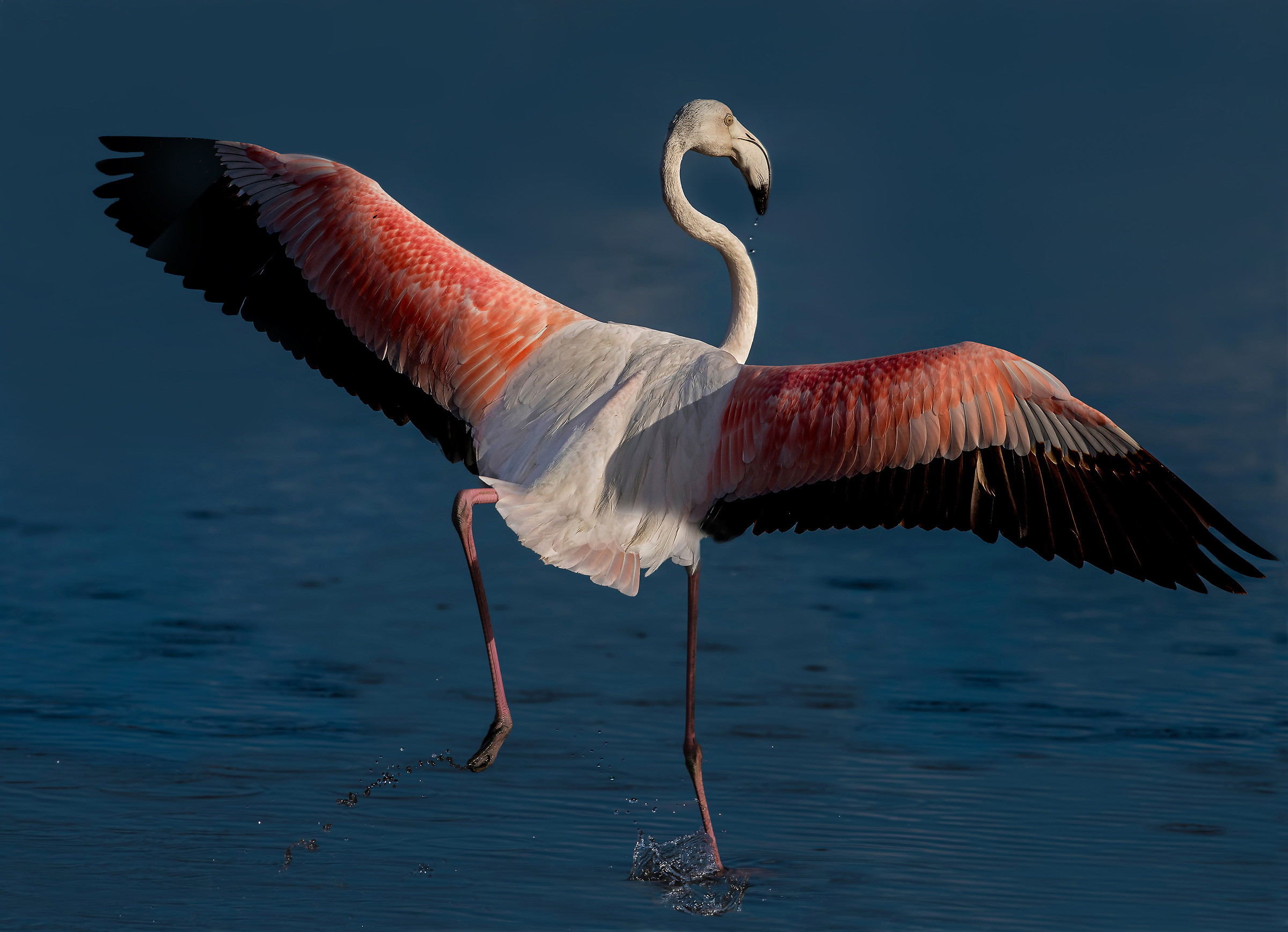 flamingo juv