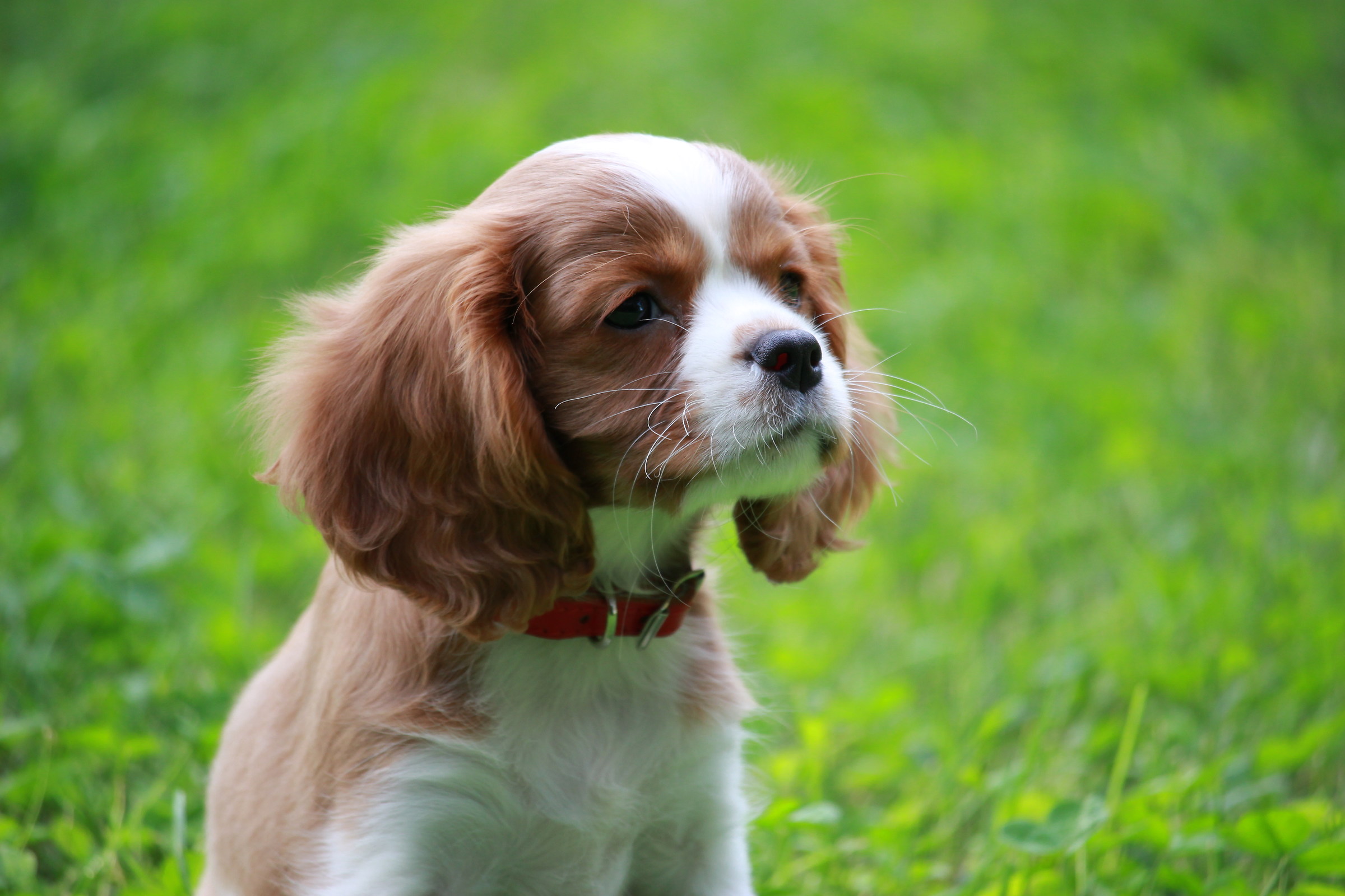 Cavalier King