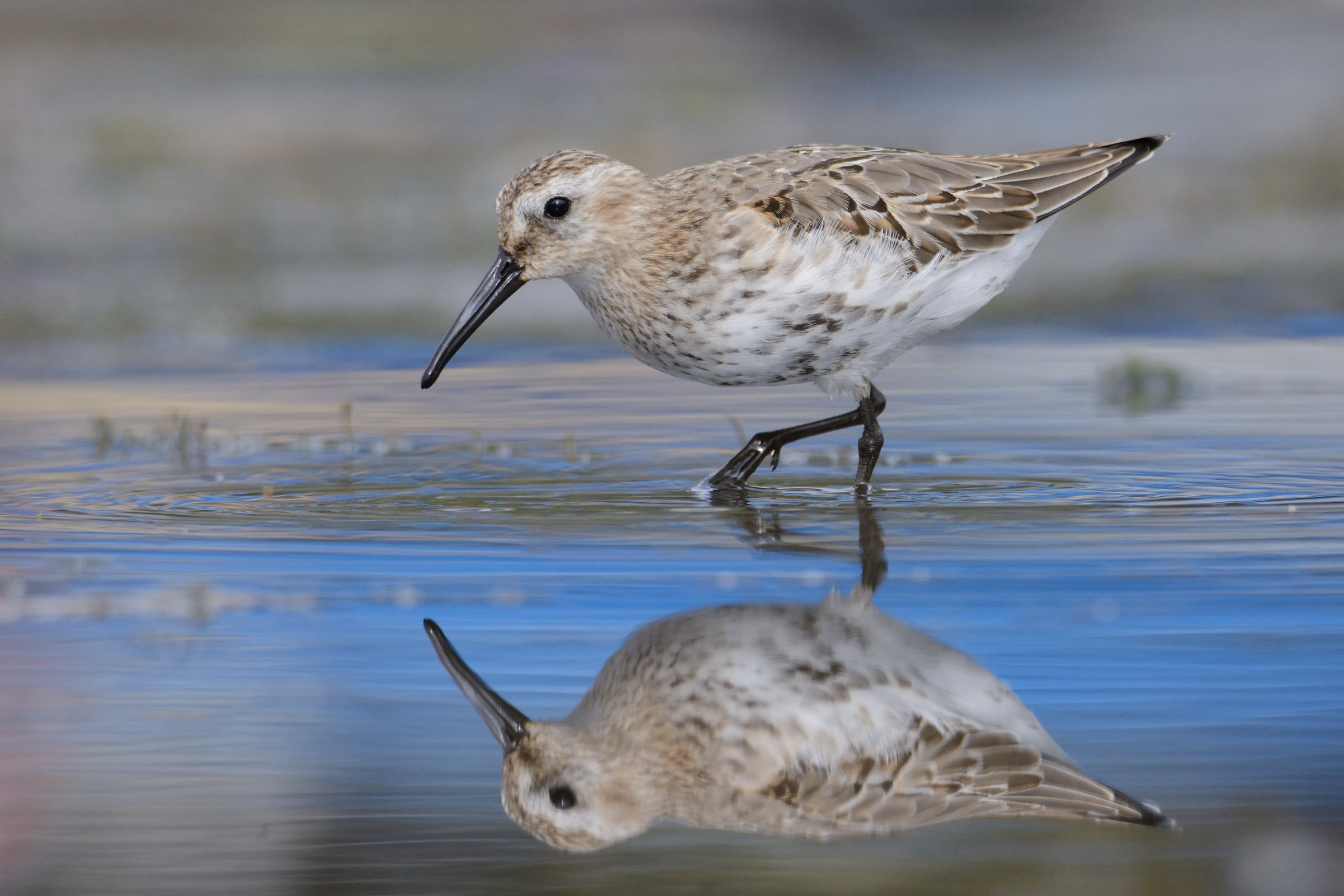 Piovanello pancianera