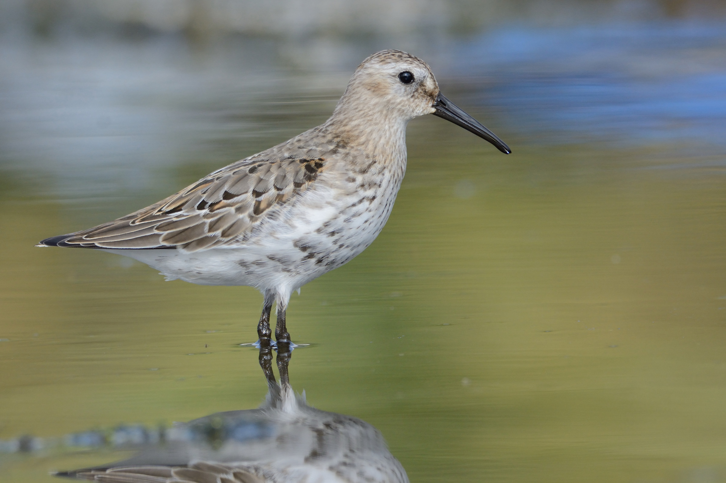 Piovanello pancianera