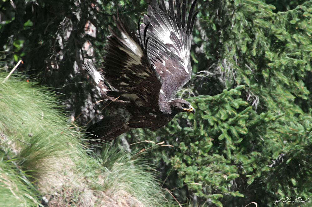 Young Golden Eagle - Young golden eagle