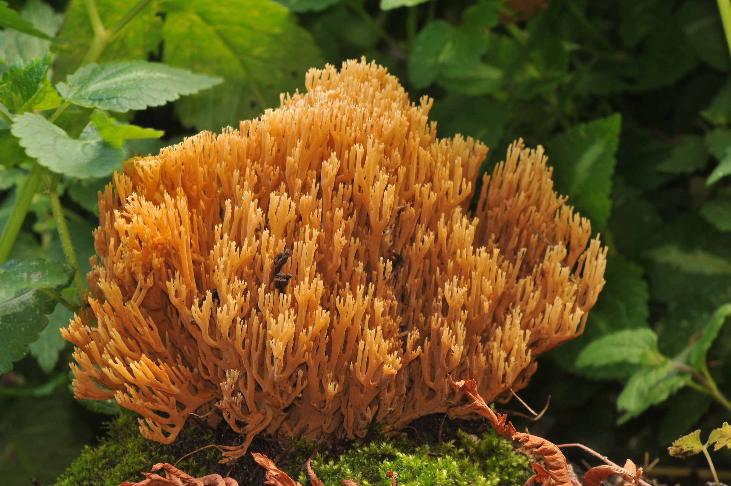 Ramaria stricta