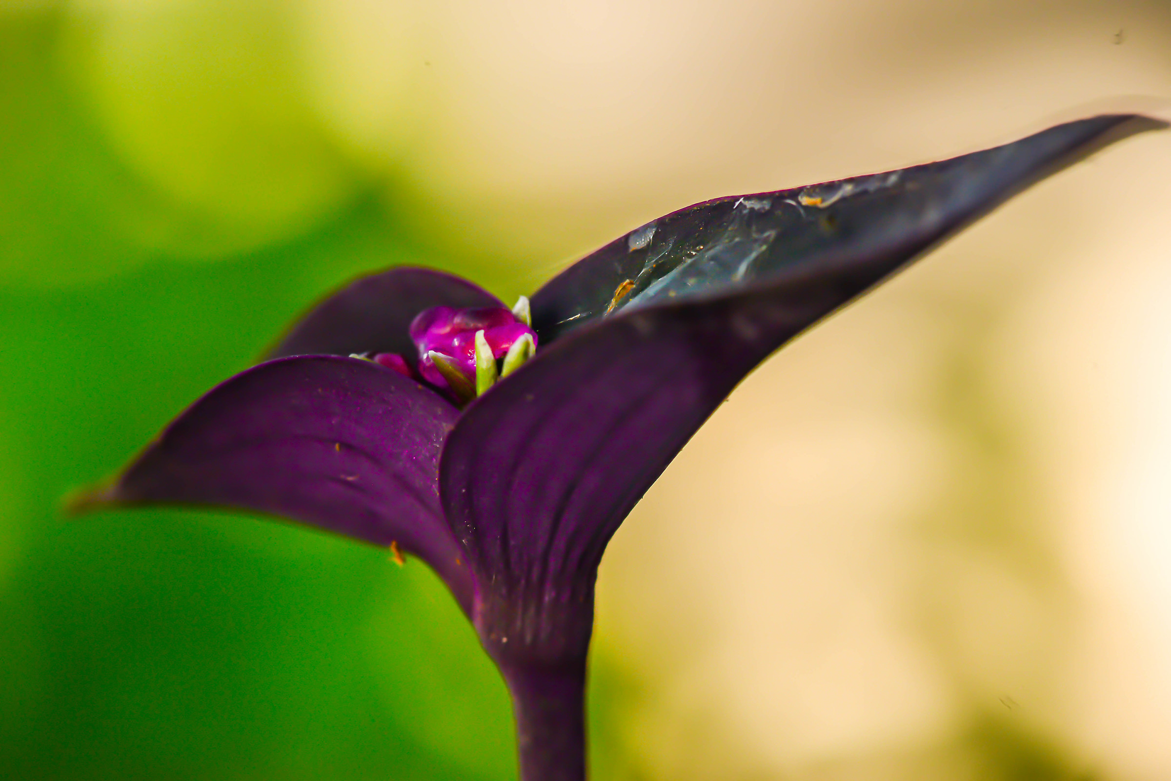 Lady-in-a-boat Flower