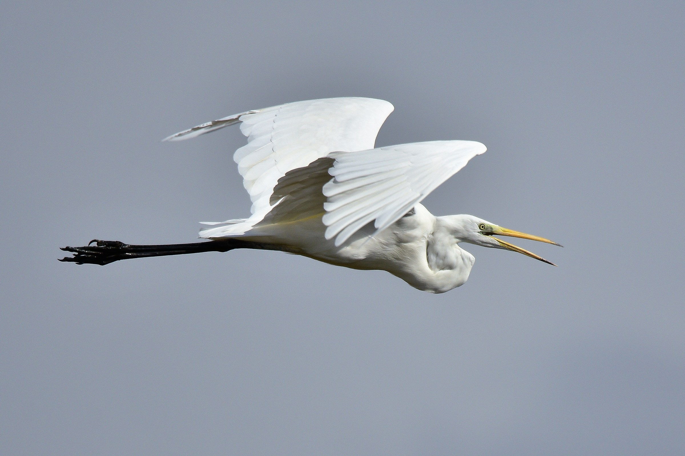 Airone bianco maggiore