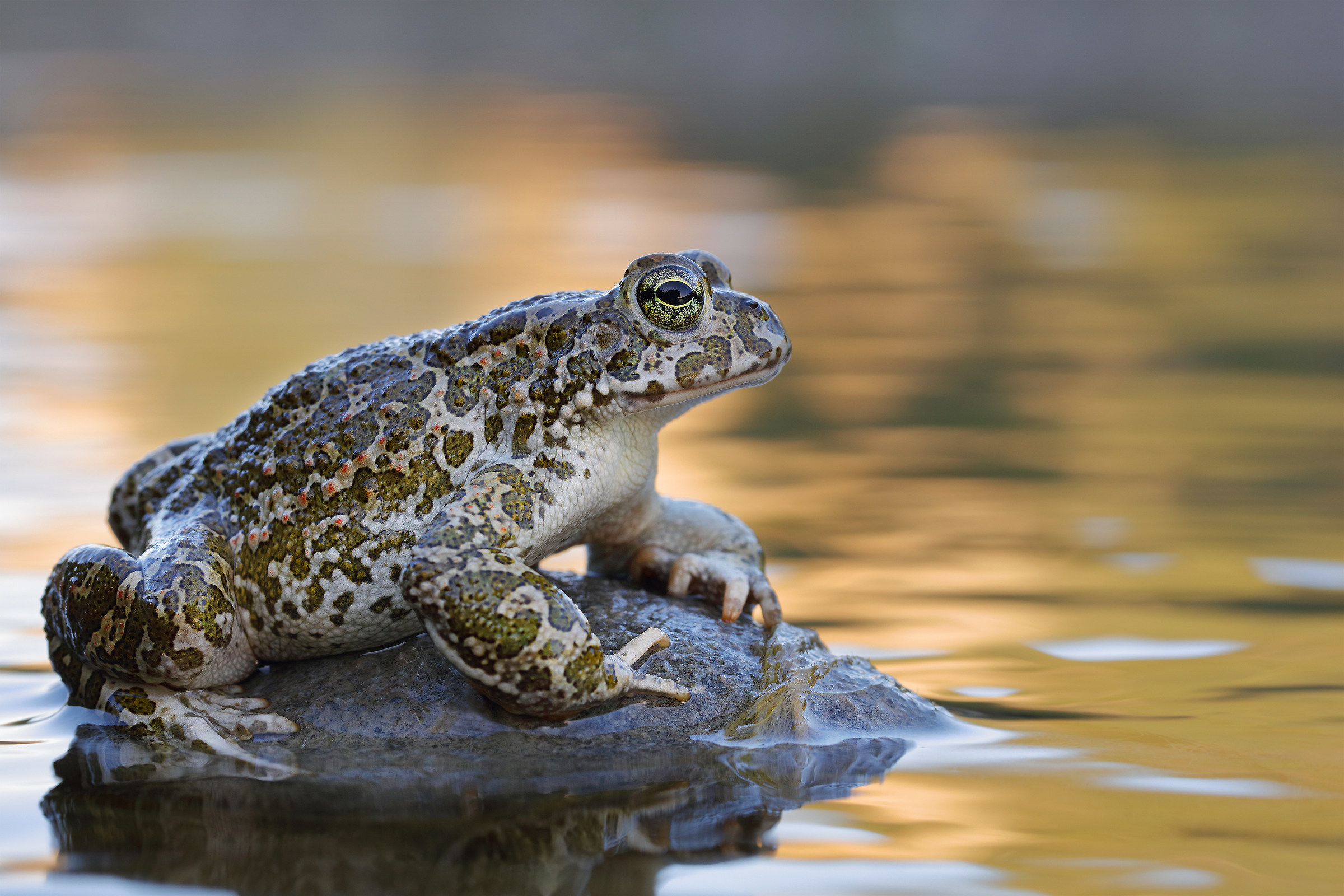 Green toad