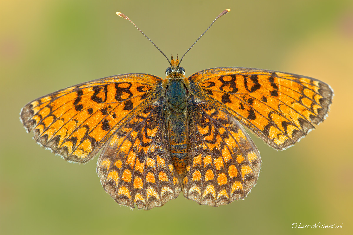 Melitaea