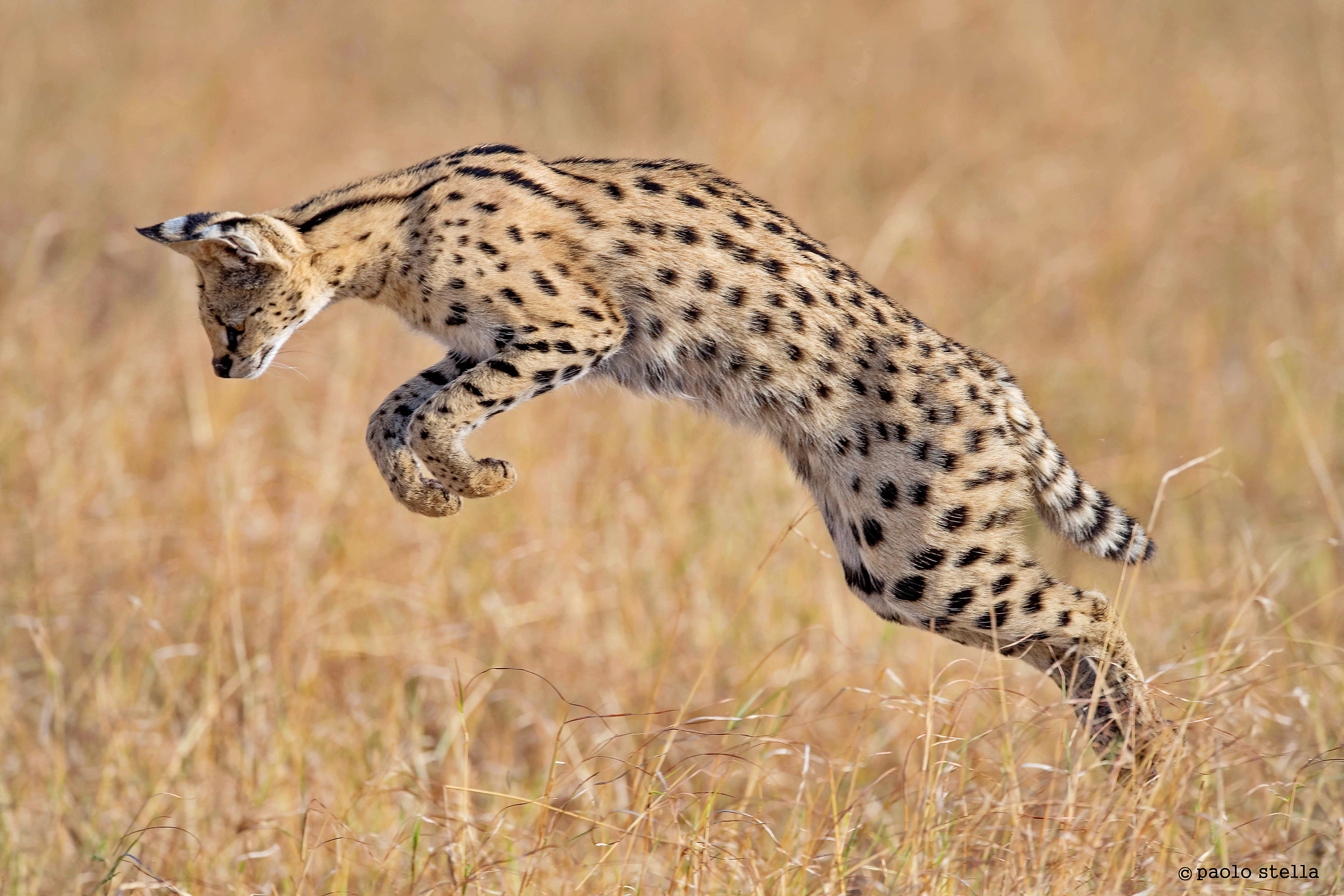 serval in flight