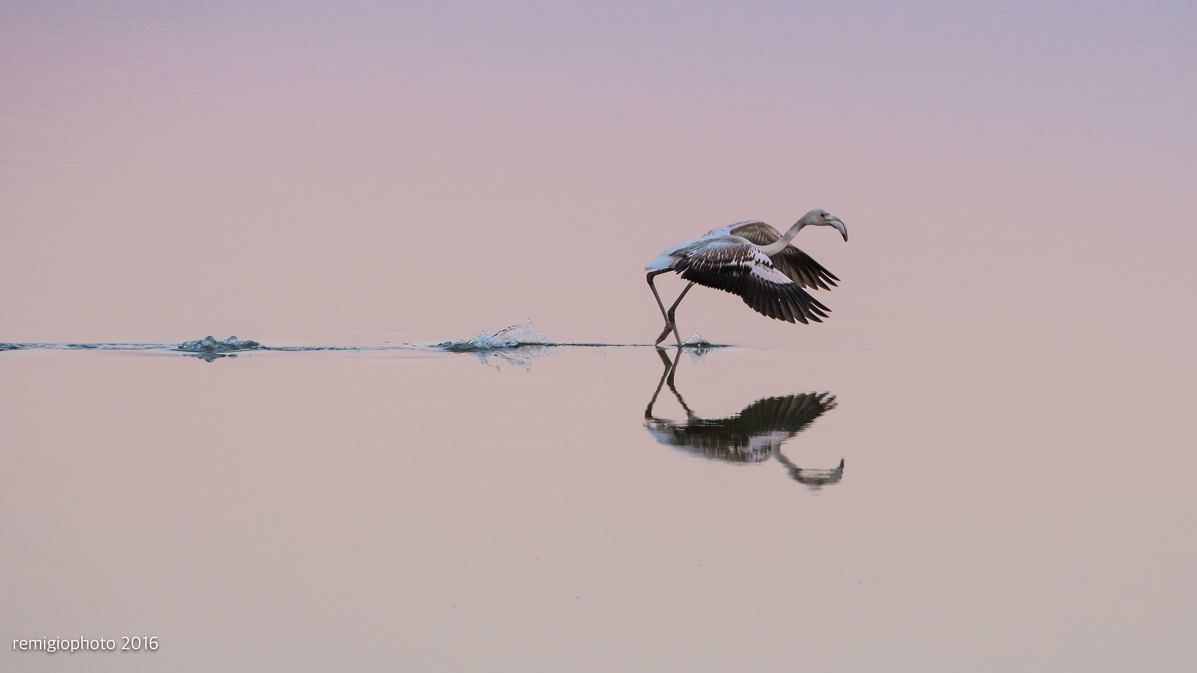 Quartu if Flamingo lifts off