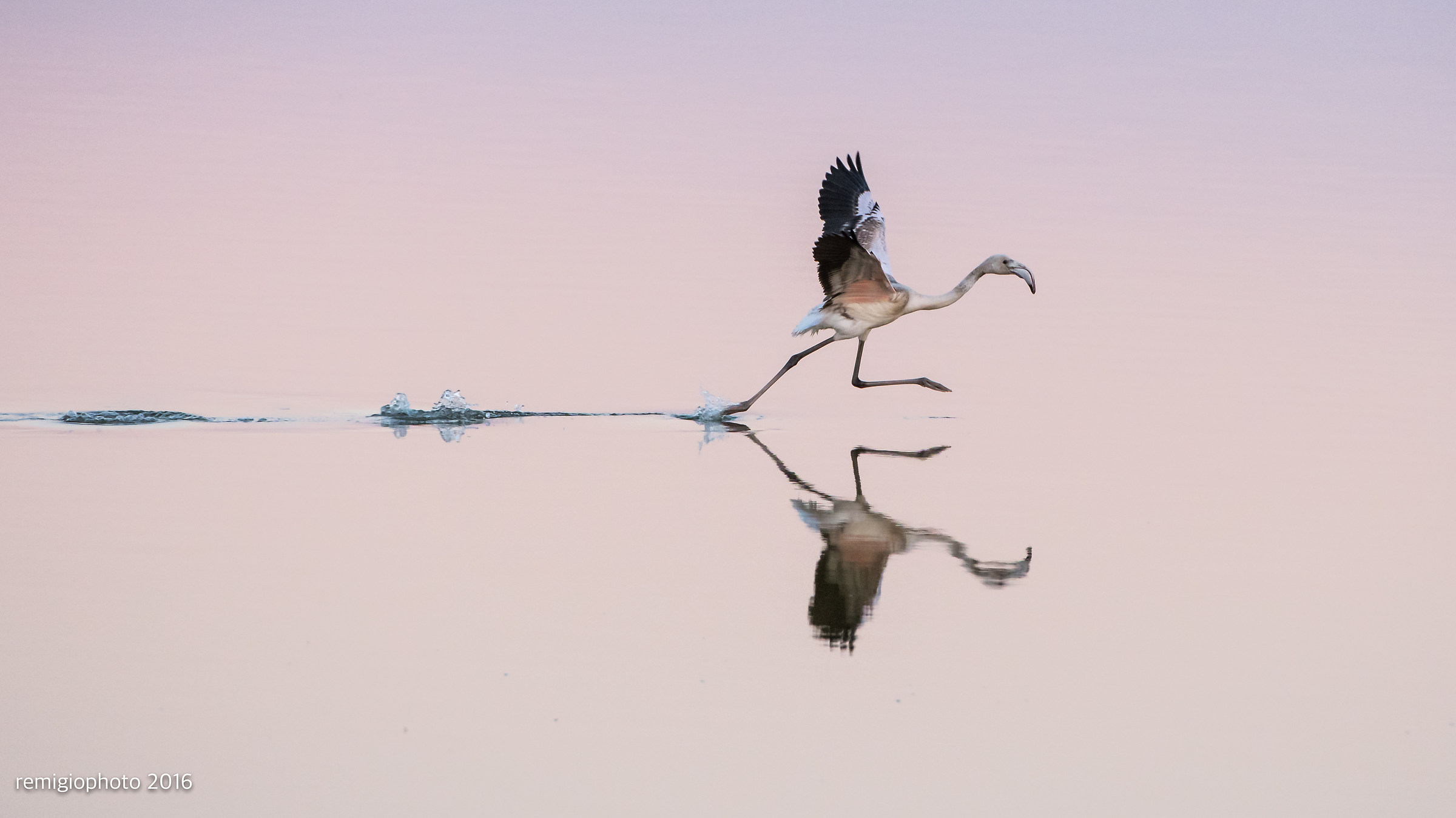Quartu s.e. Fenicottero si alza in volo