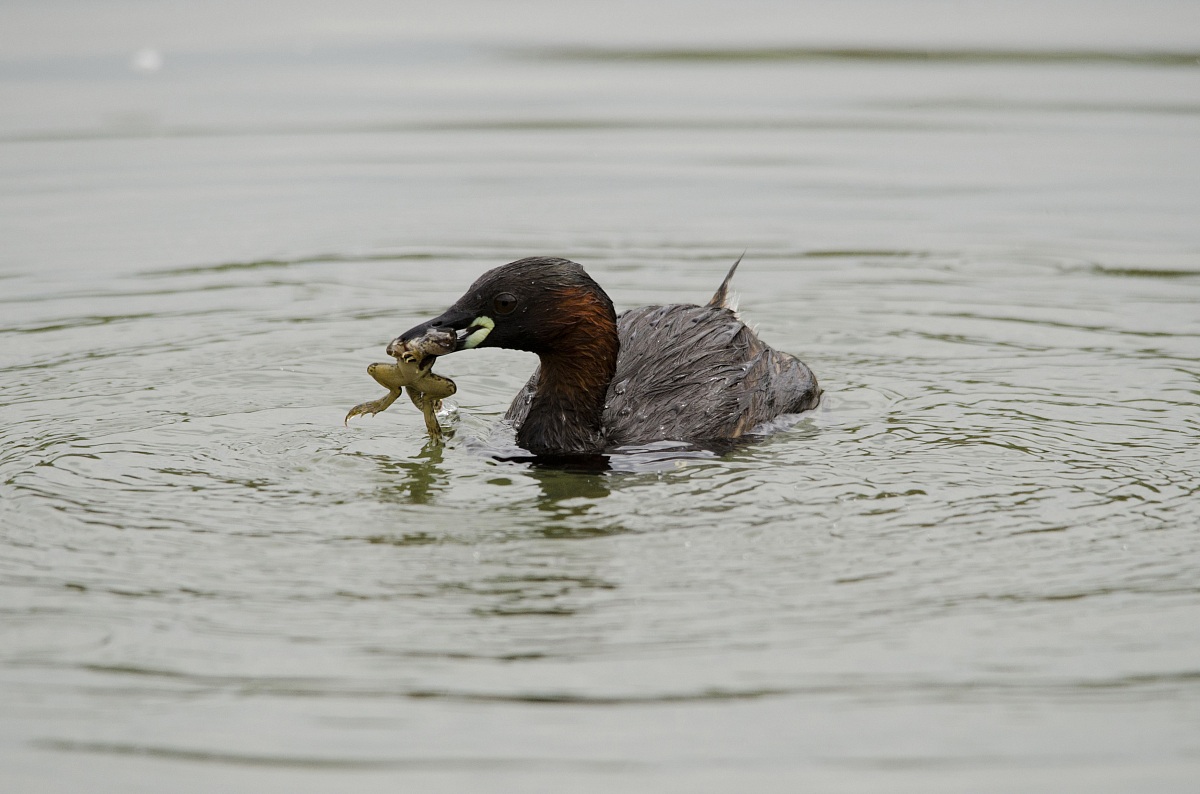 Tuffetto con preda 1
