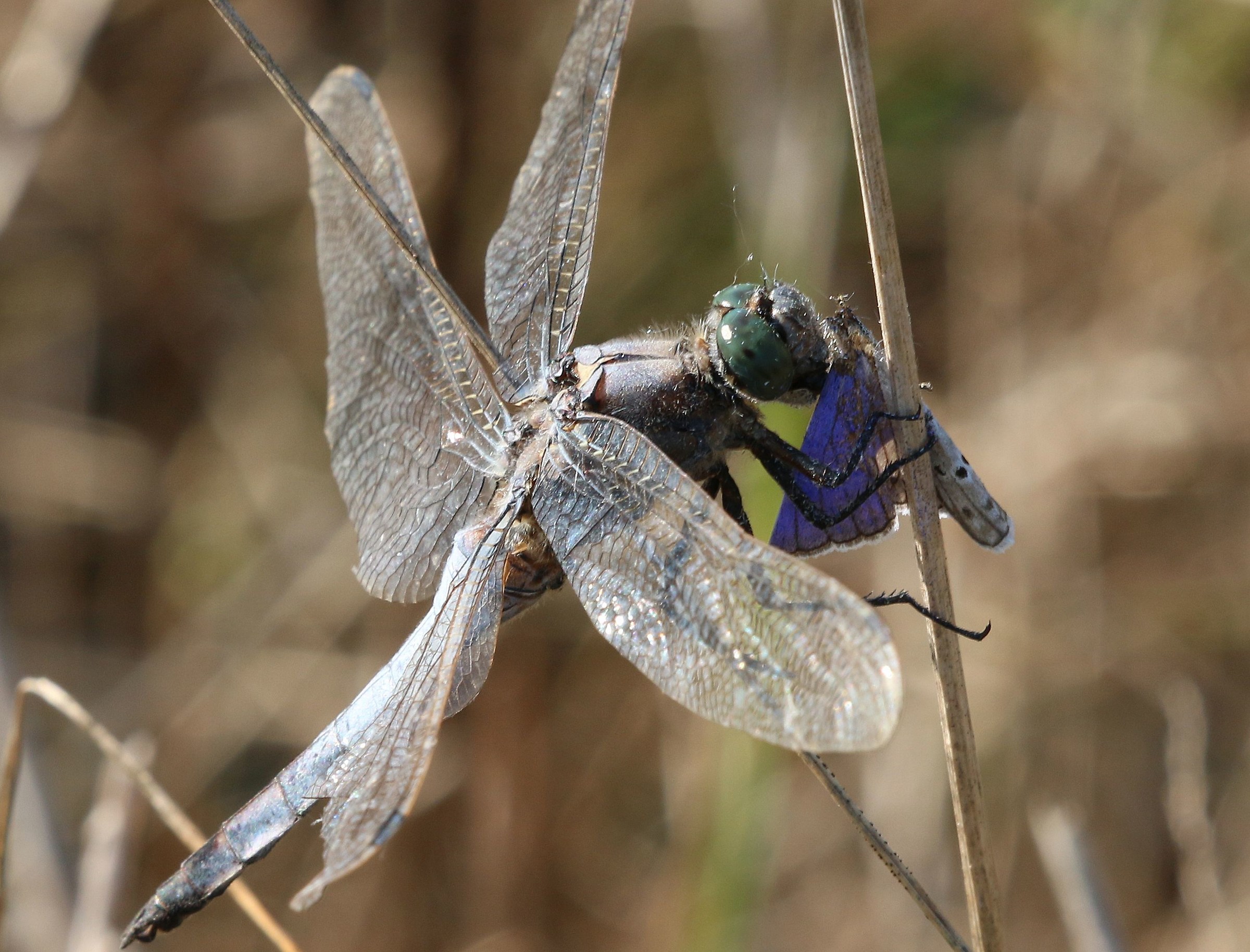 Mors your life mea 4