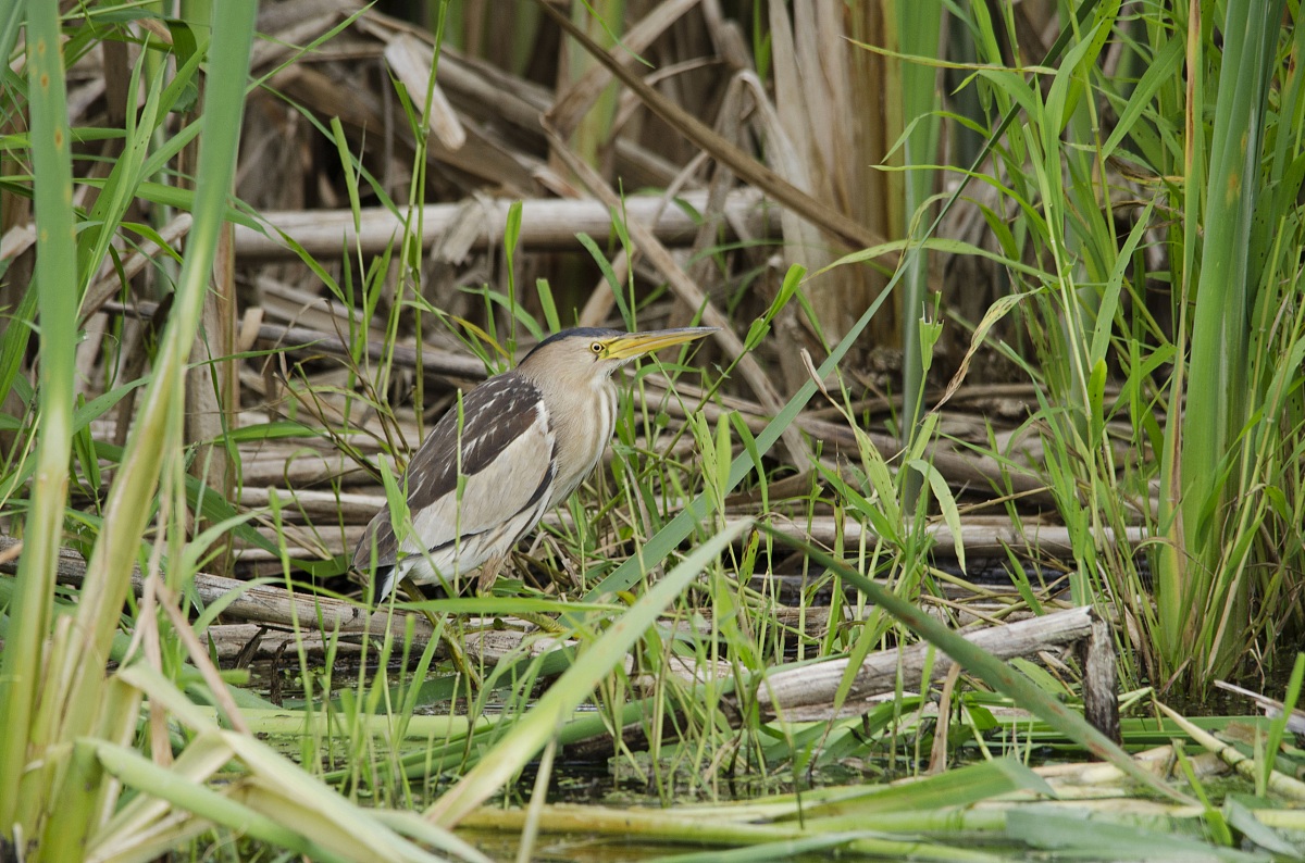 Tarabusino ambientato