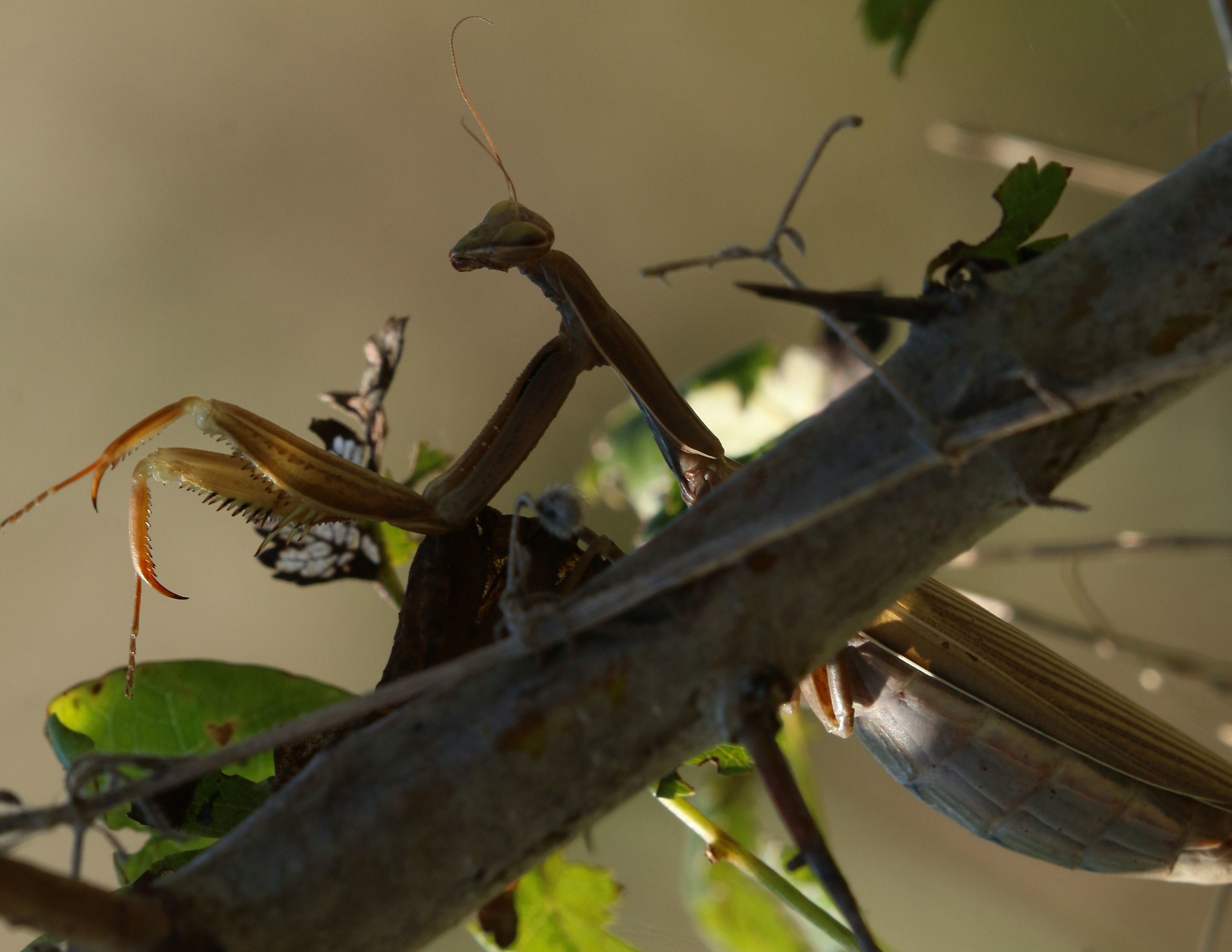 Man ... religious giamariti