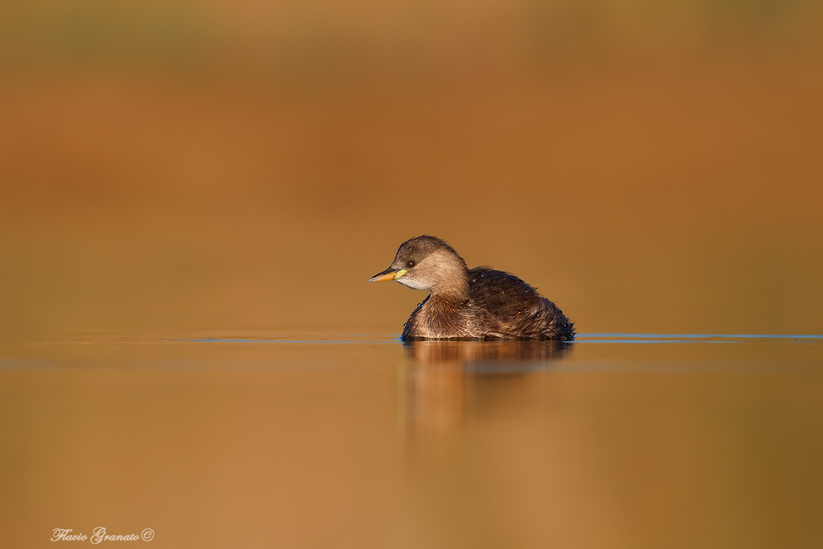 Tachybaptus ruficollis, Golden hour