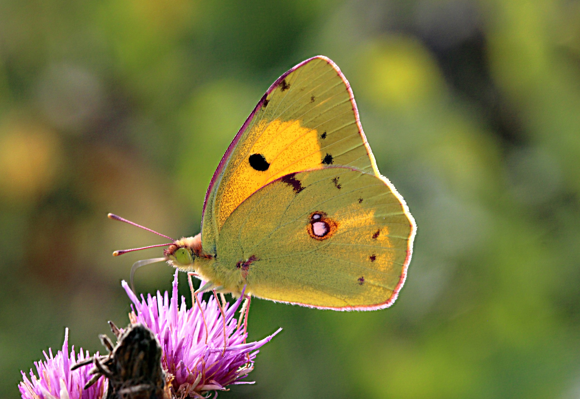 Colias crocea