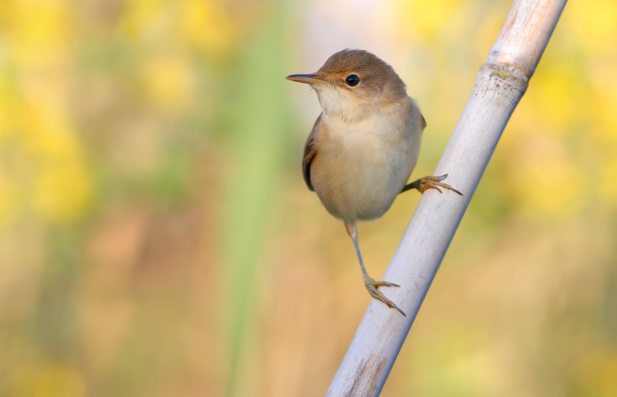 reed warbler
