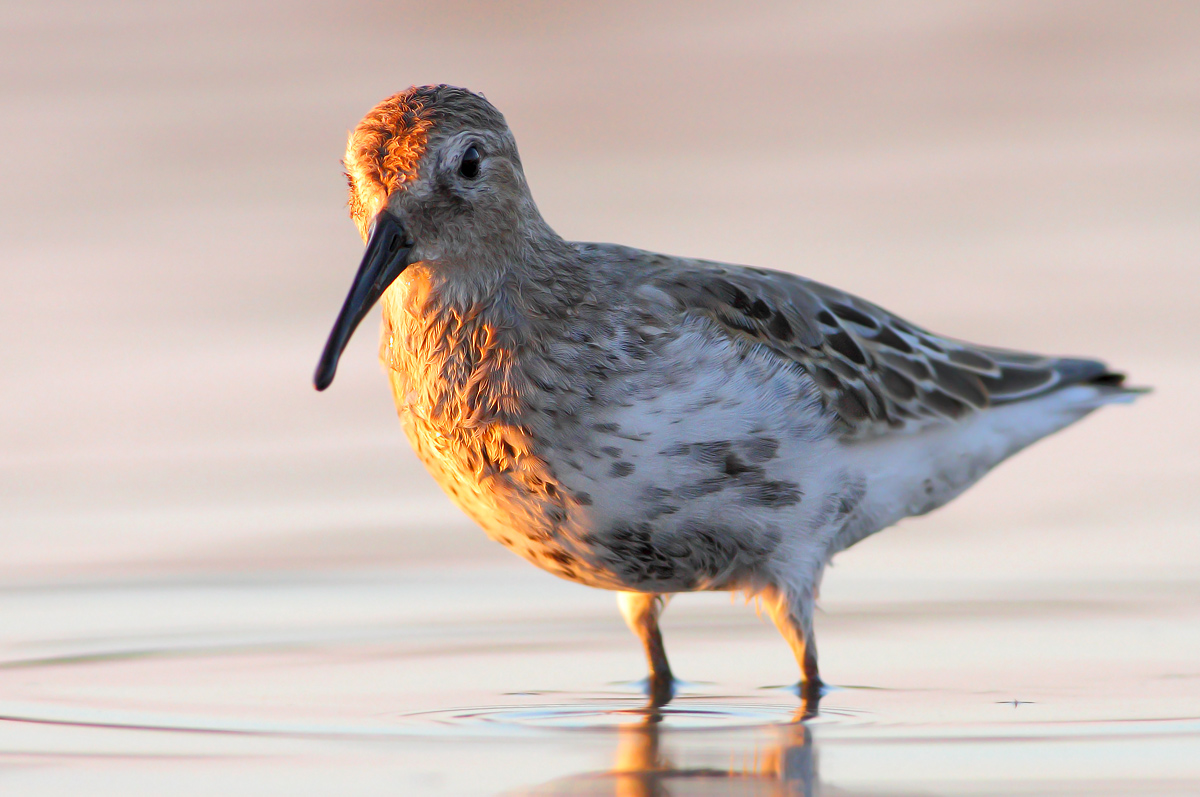 dunlin
