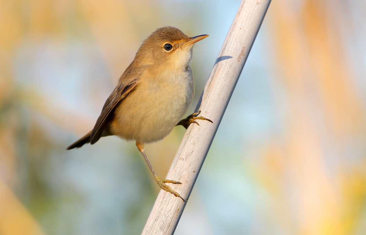 reed warbler