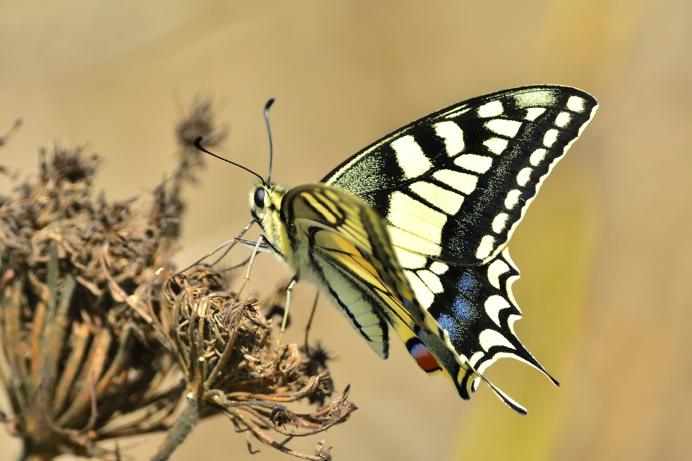 Swallowtail (Papilio machaon)