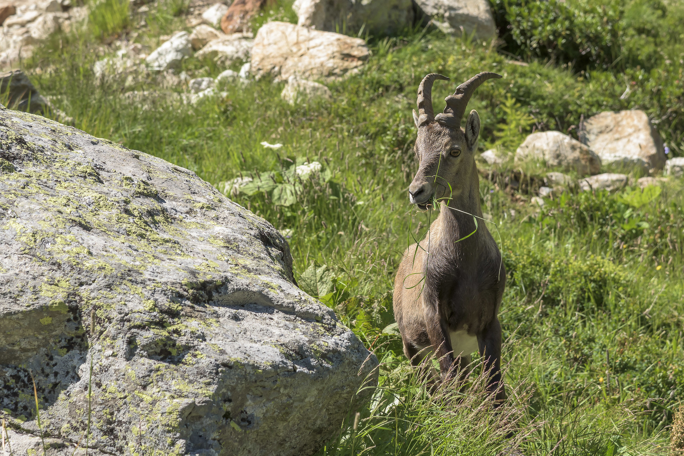 young Ibex