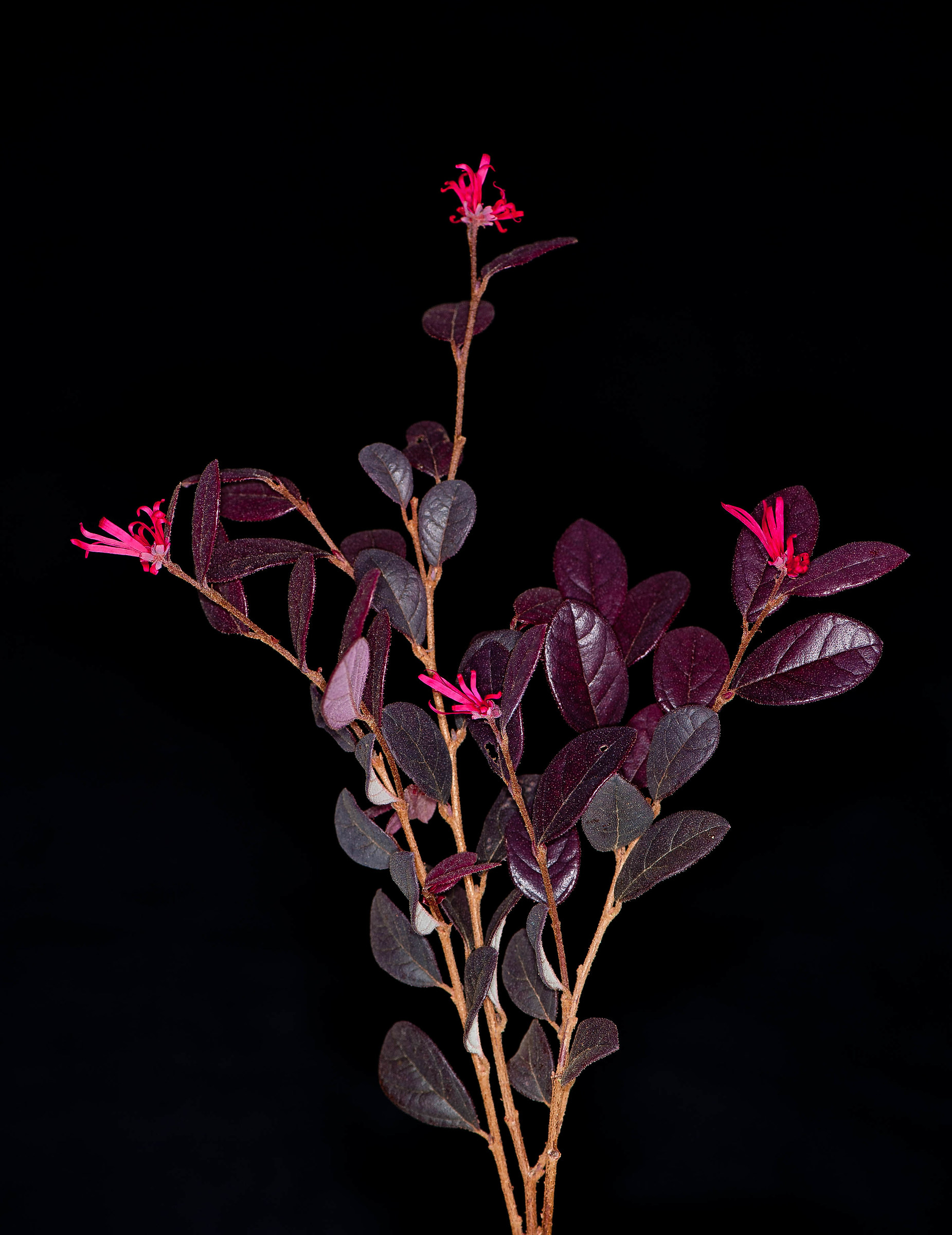 Loropetalum.