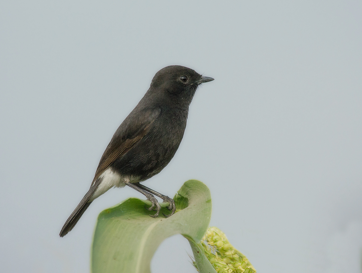 Pied Bushchat....male.
