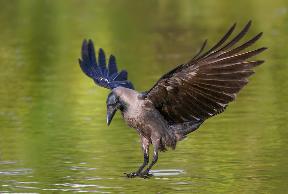 Common one in flight....