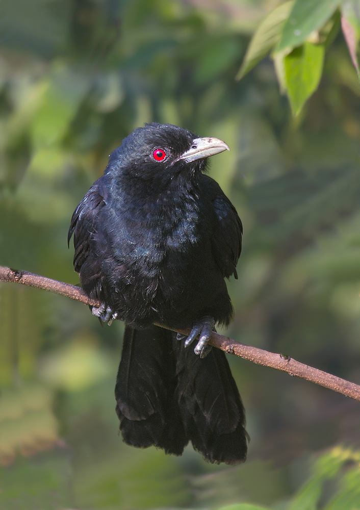 Asian Koel...male.