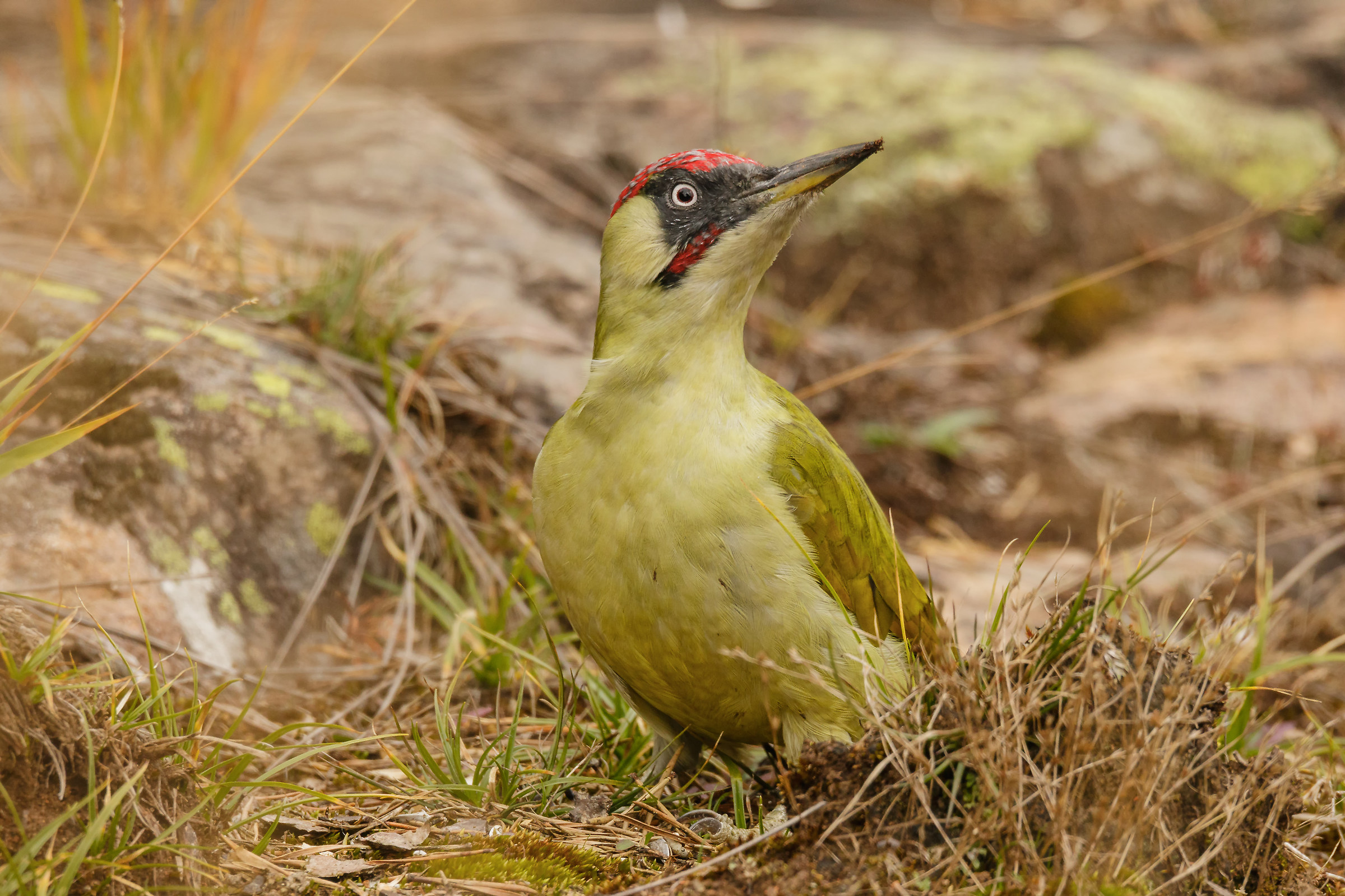 Green woodpecker