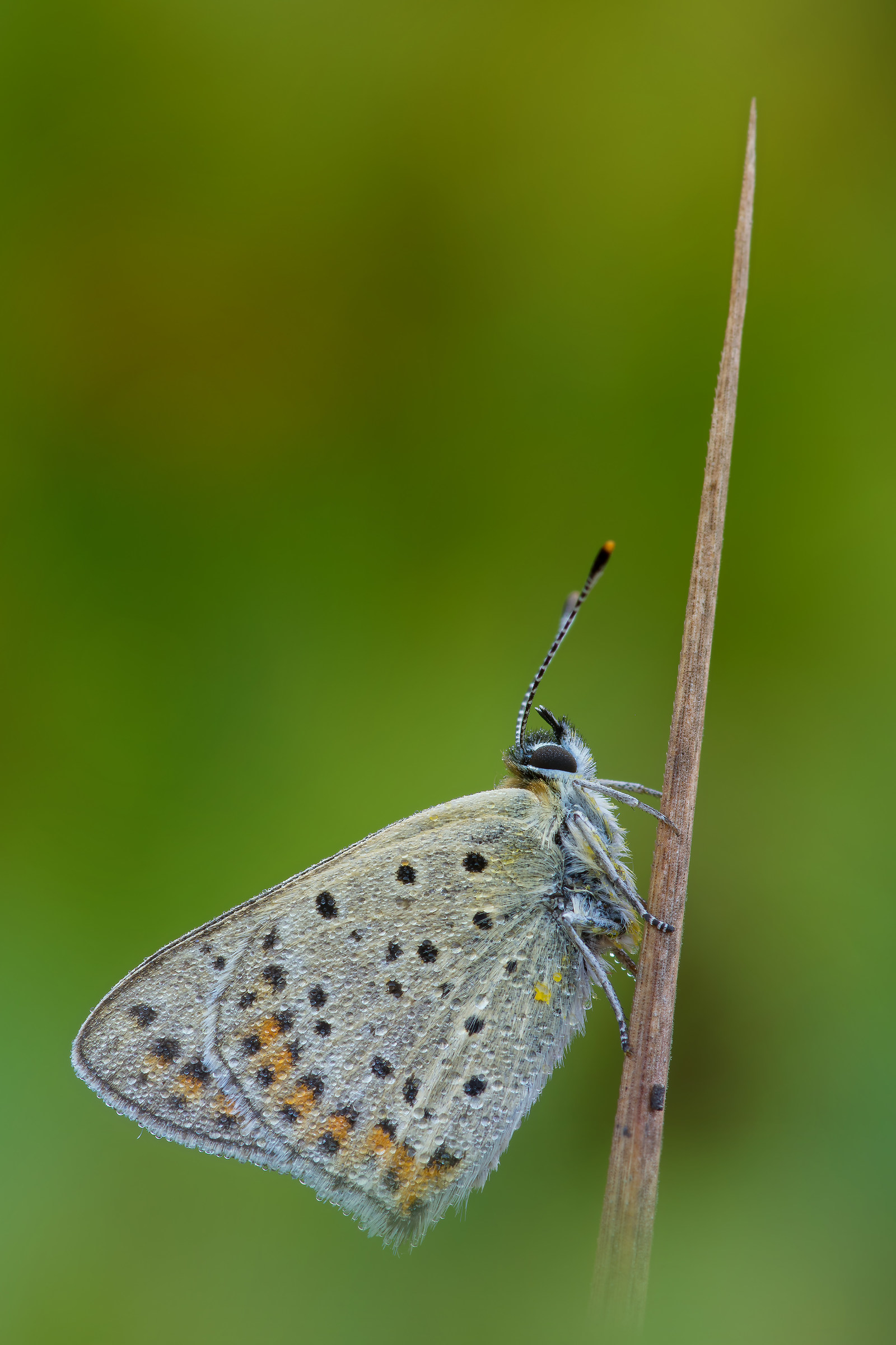 Licenide on blade of grass - Pixel shift