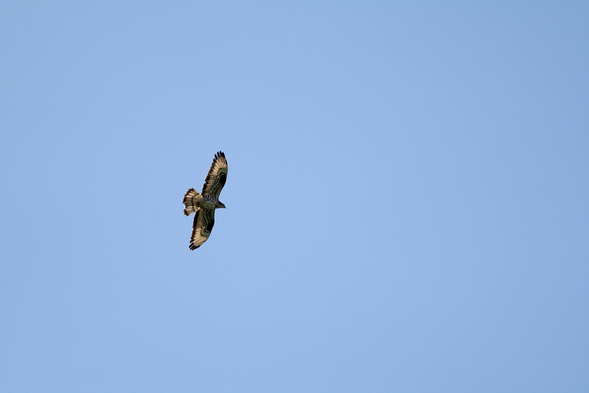 Buzzard hawk