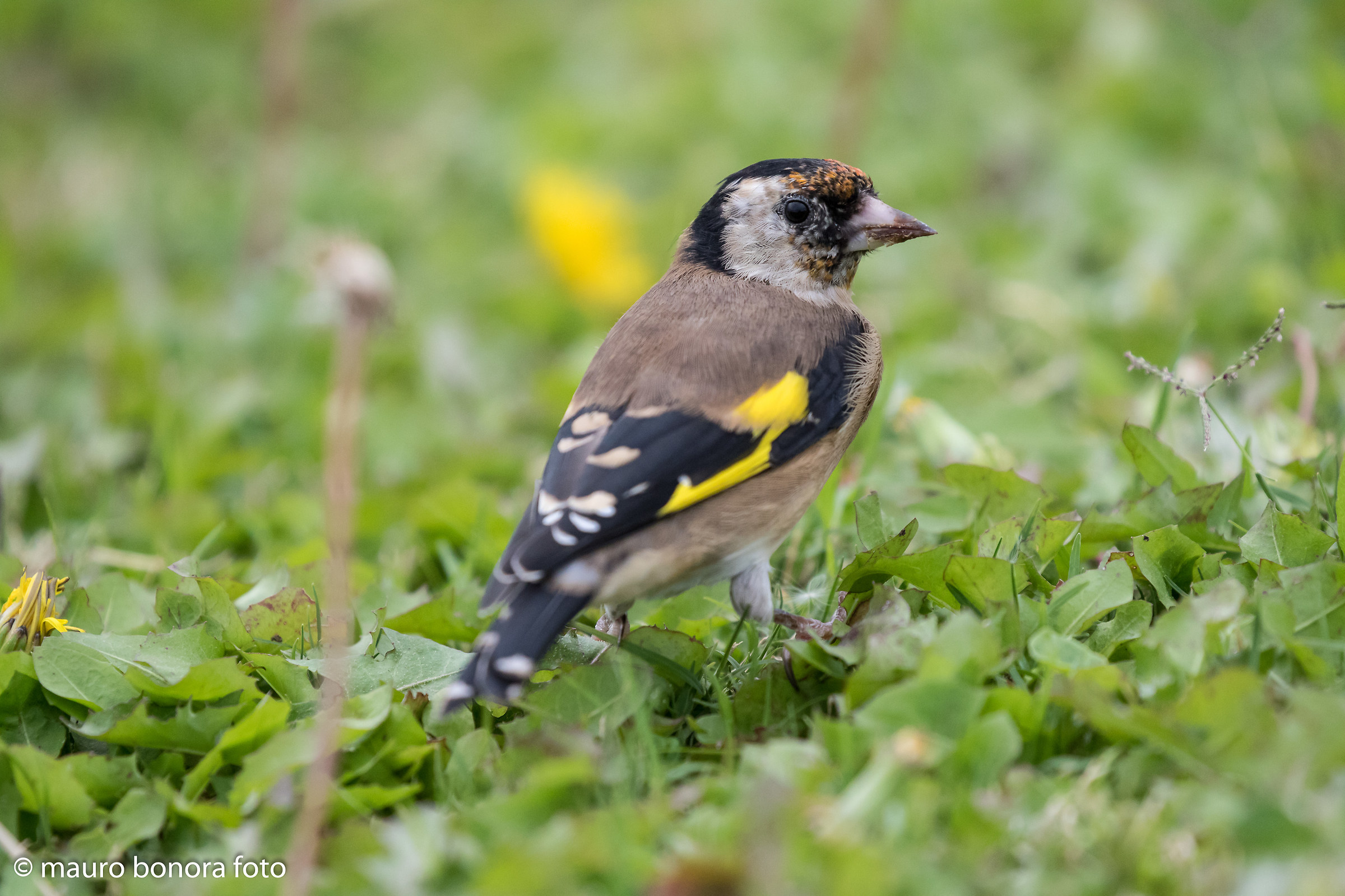young Goldfinch