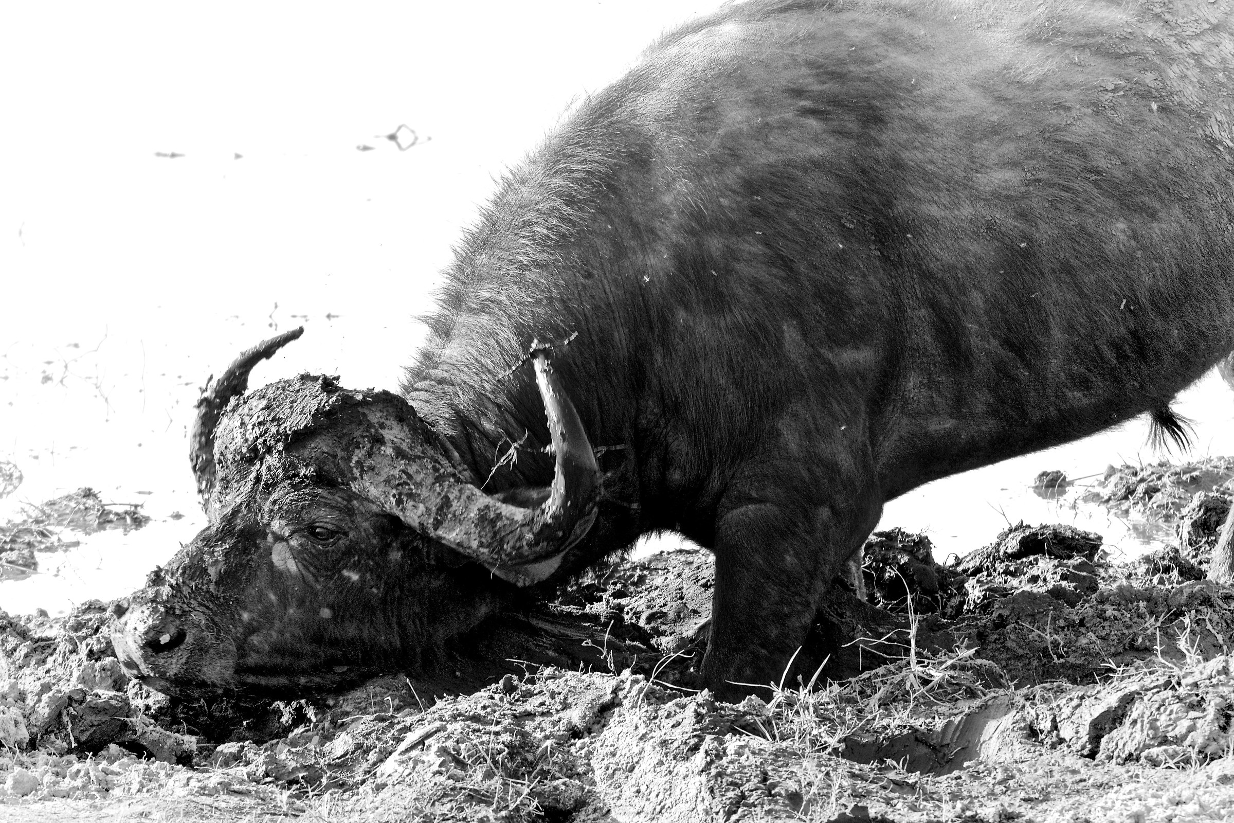 thoughtfully buffalo