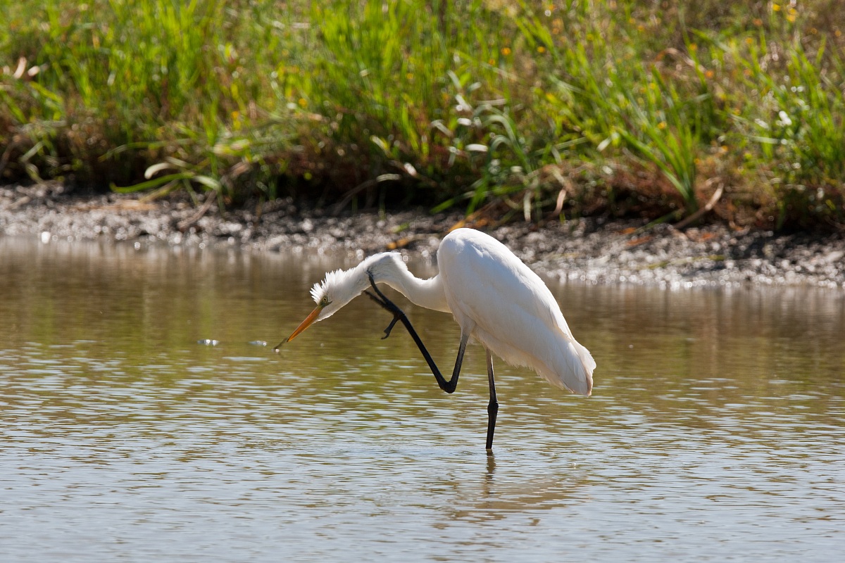 White Heron greater