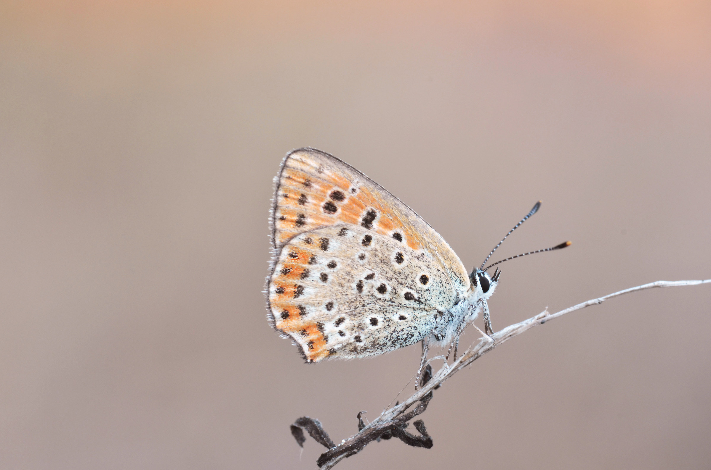 aricia agestis