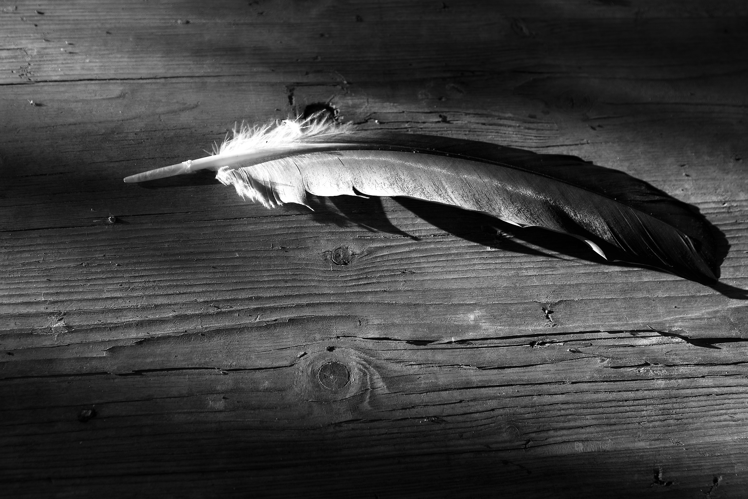 feather