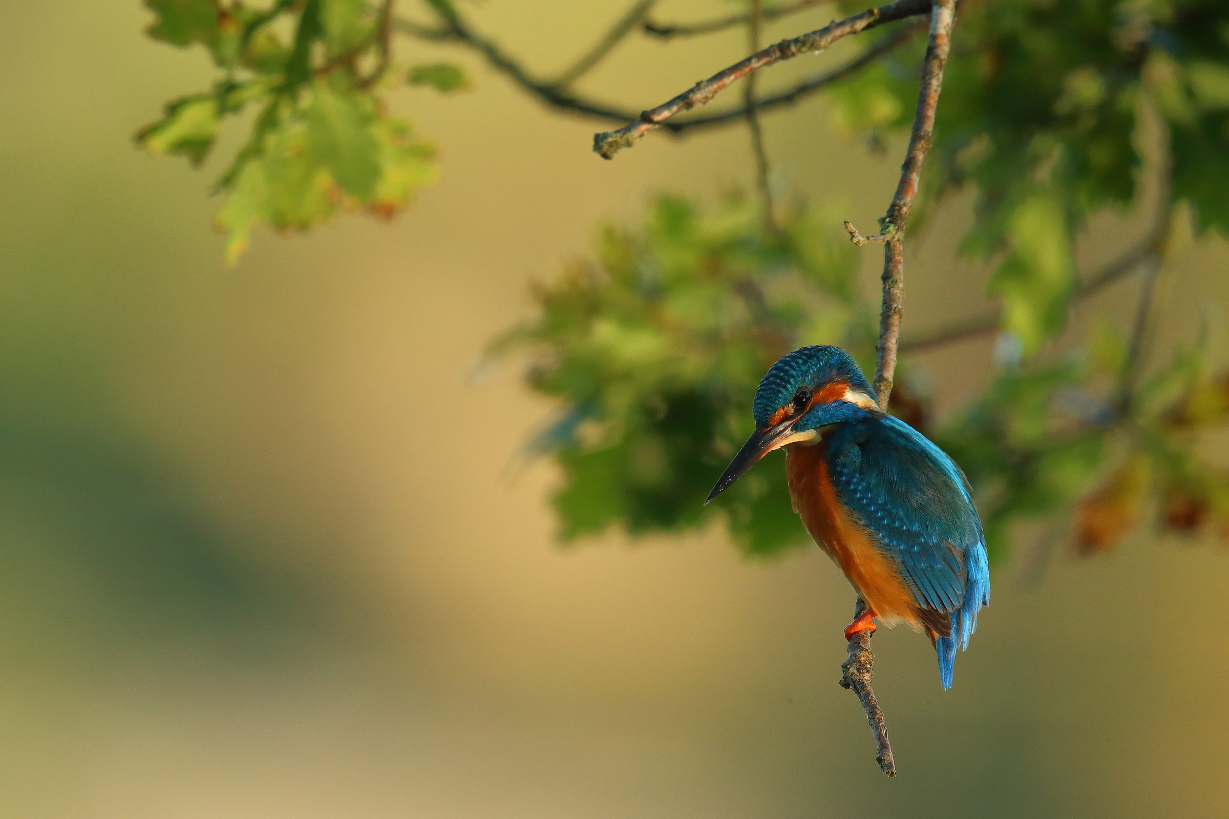 autunnale Kingfisher