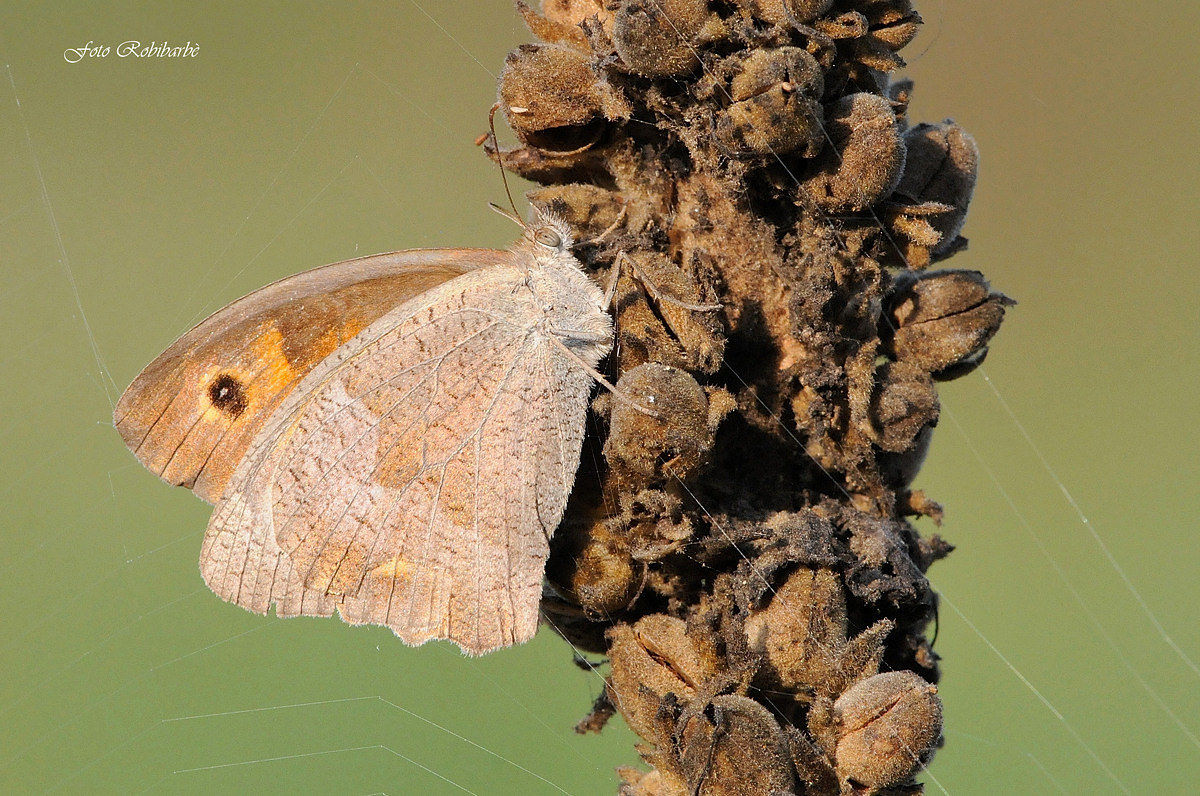 Ragnatela minacciosa...