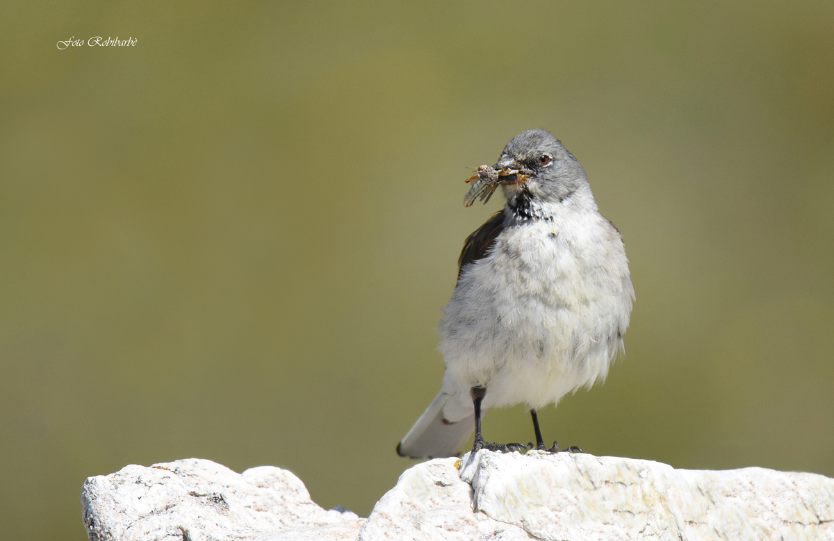 Fringuello alpino...