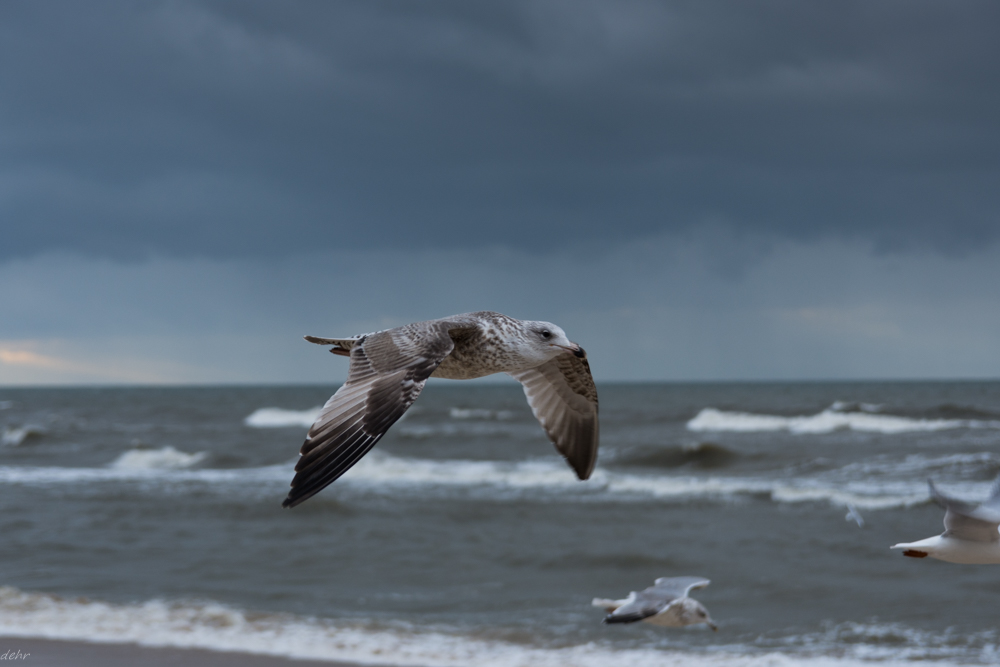seagull