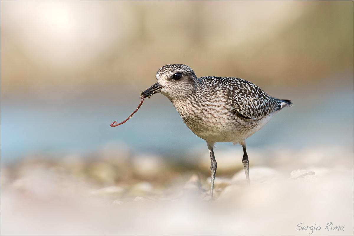 Grey Plover