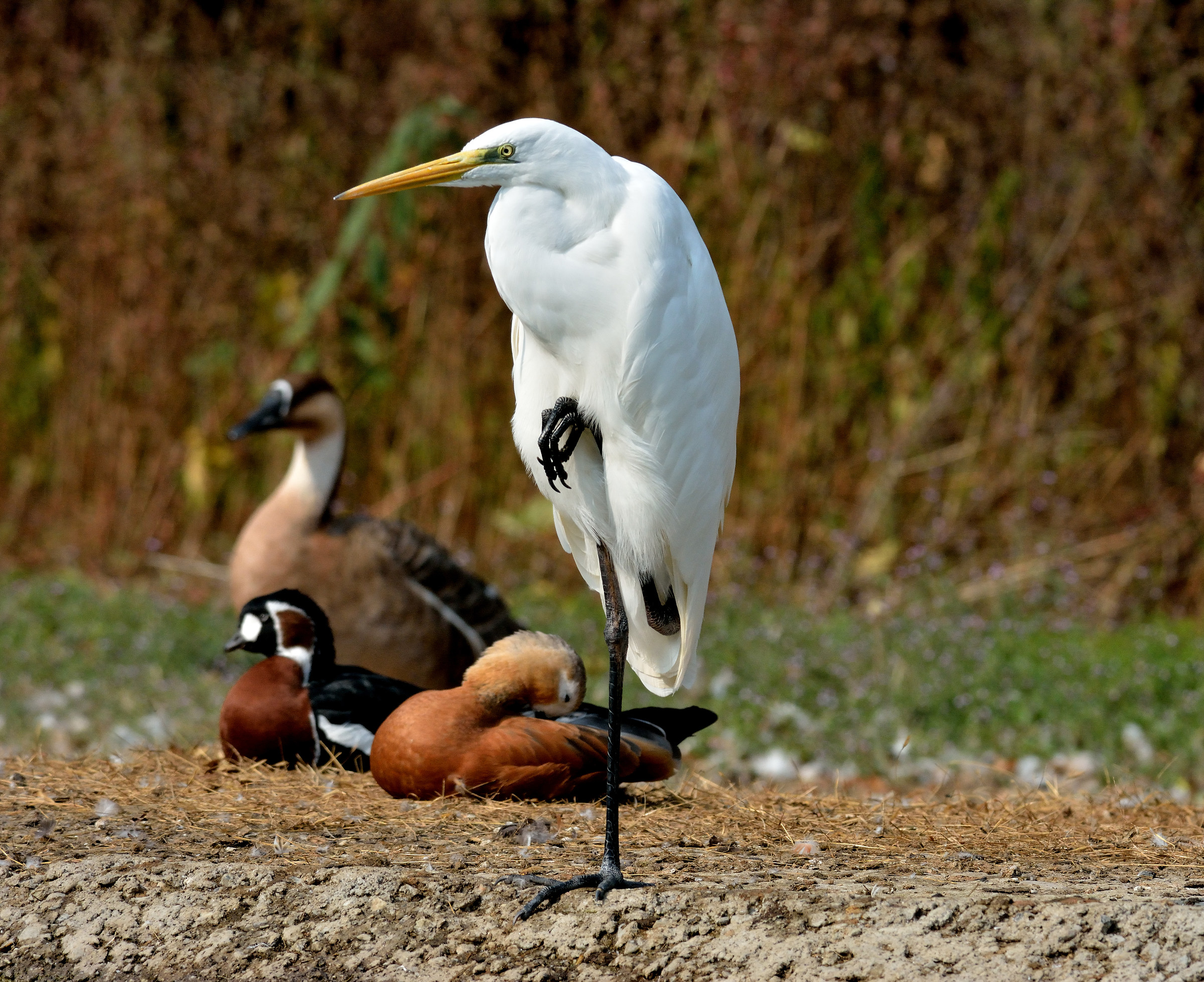 centro cicogne e anatidi racconigi