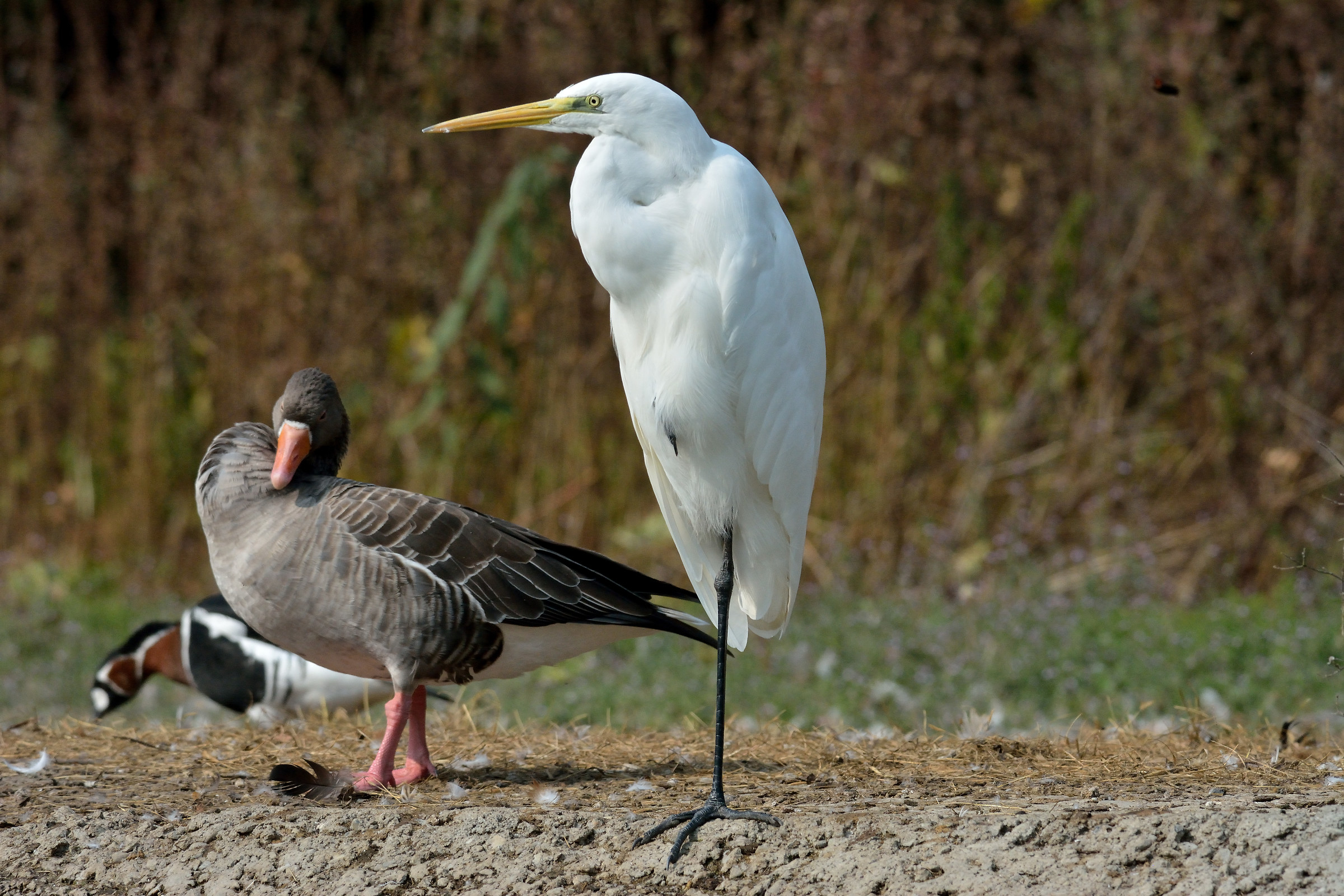 centro cicogne e anatidi racconigi