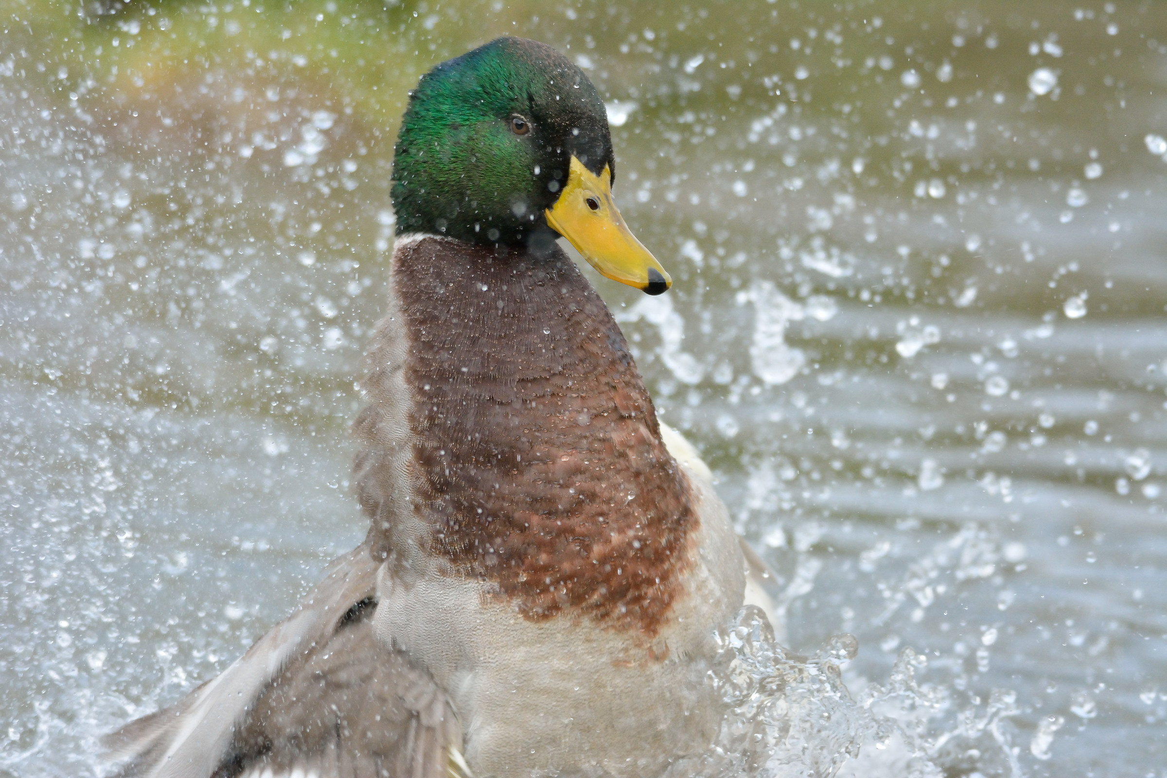 centro cicogne e anatidi racconigi