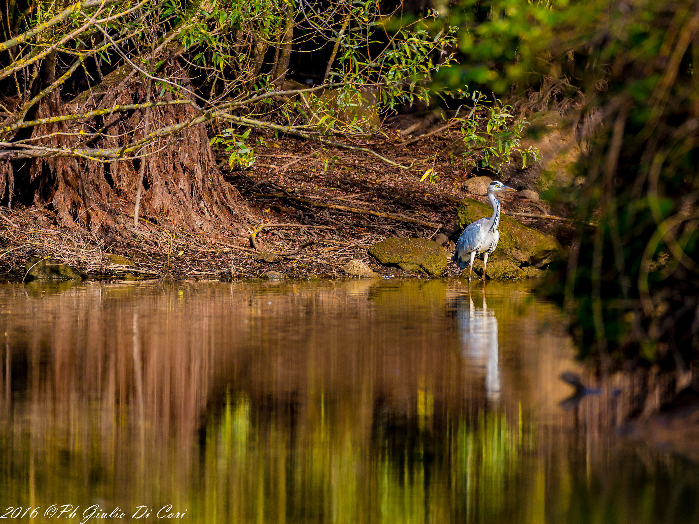 Grey Heron