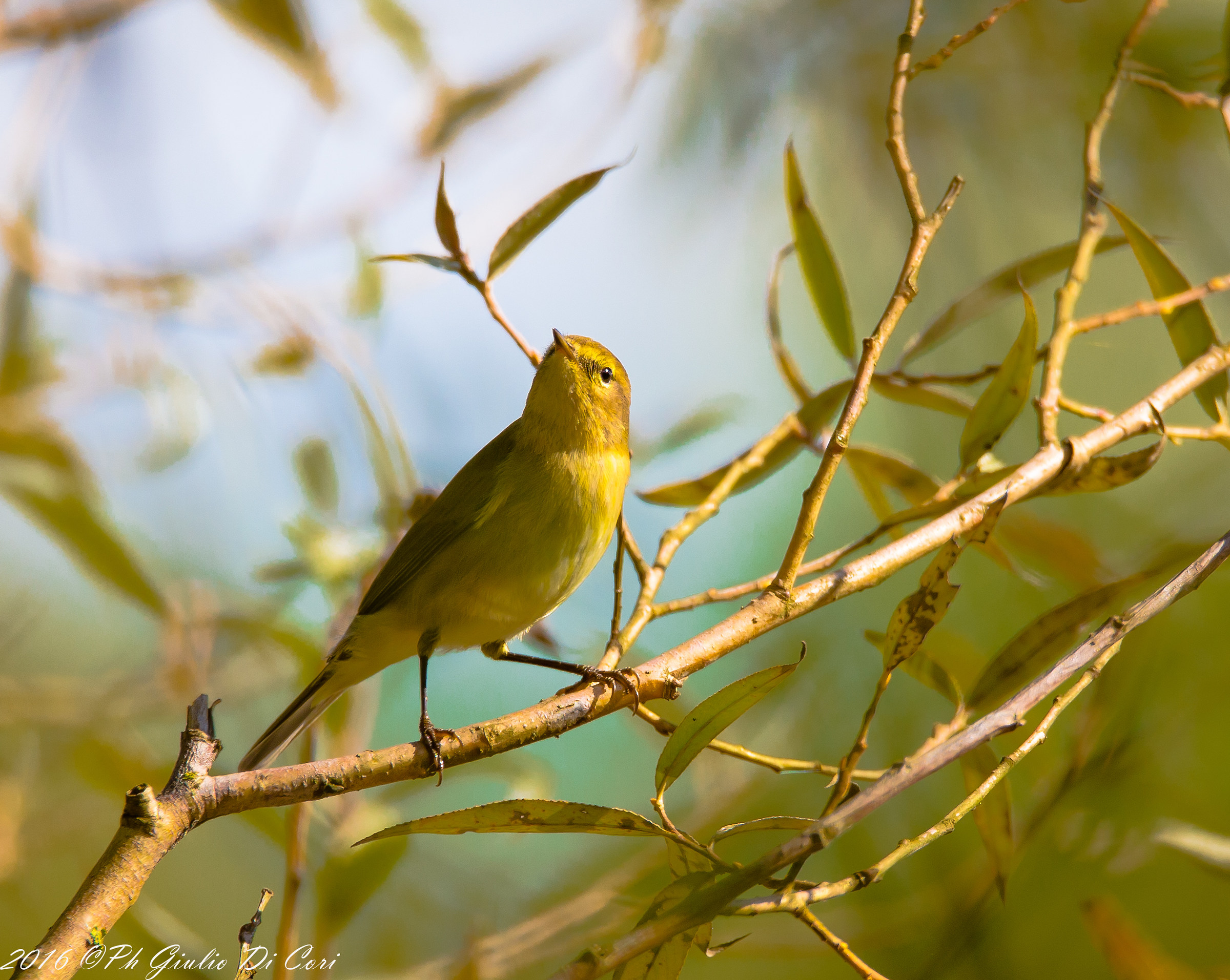 Or wood warbler wood warbler