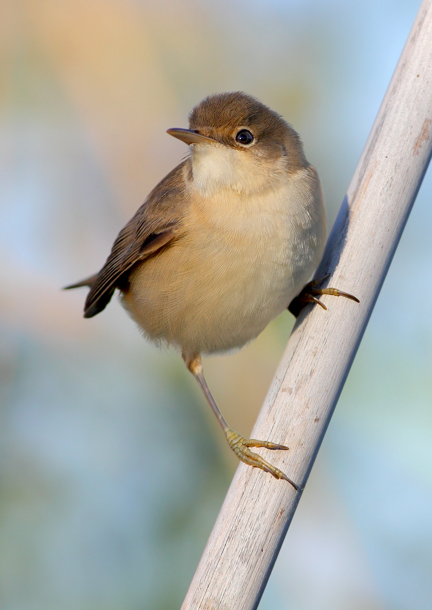 reed warbler