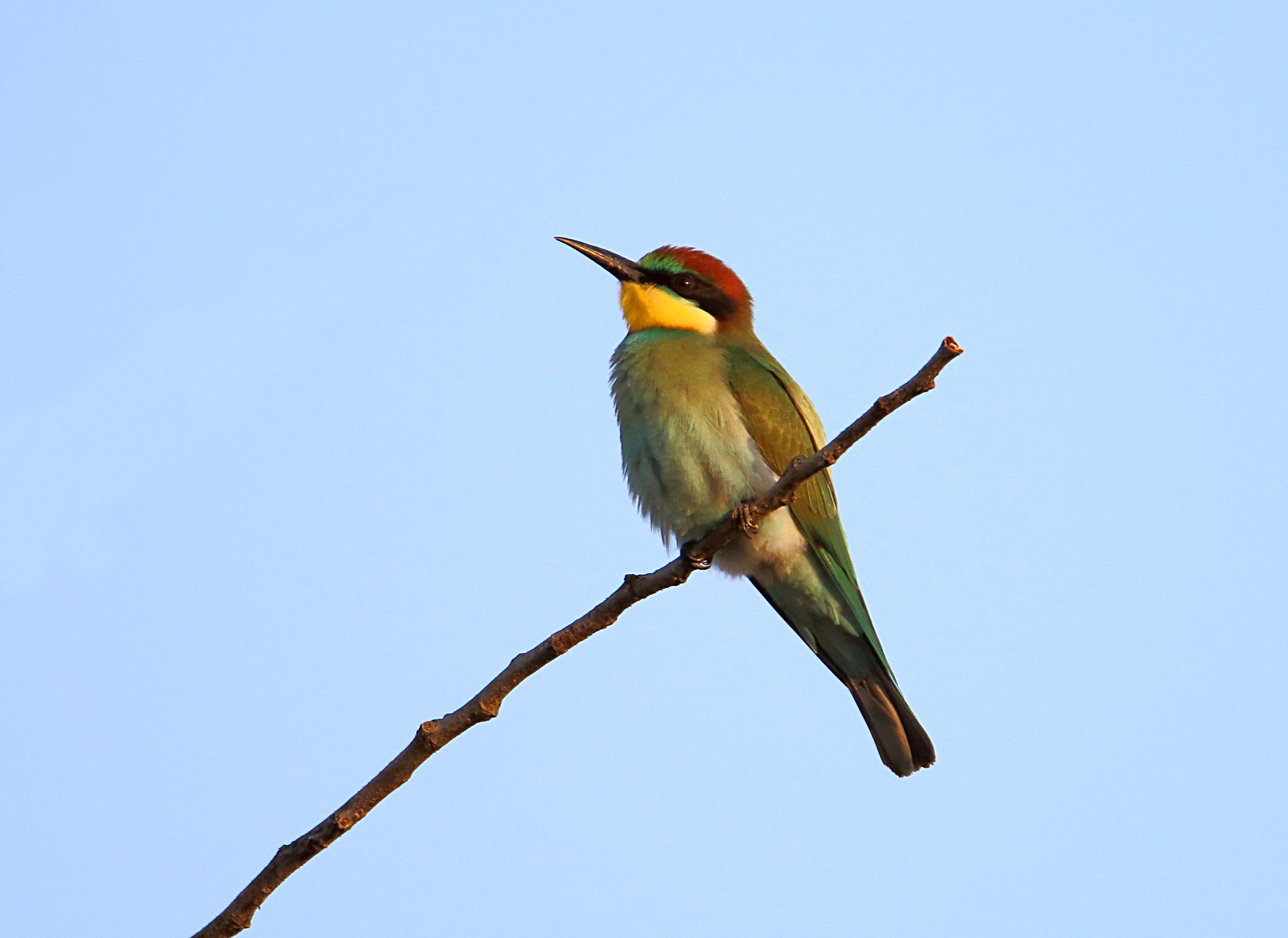 Bee Eater